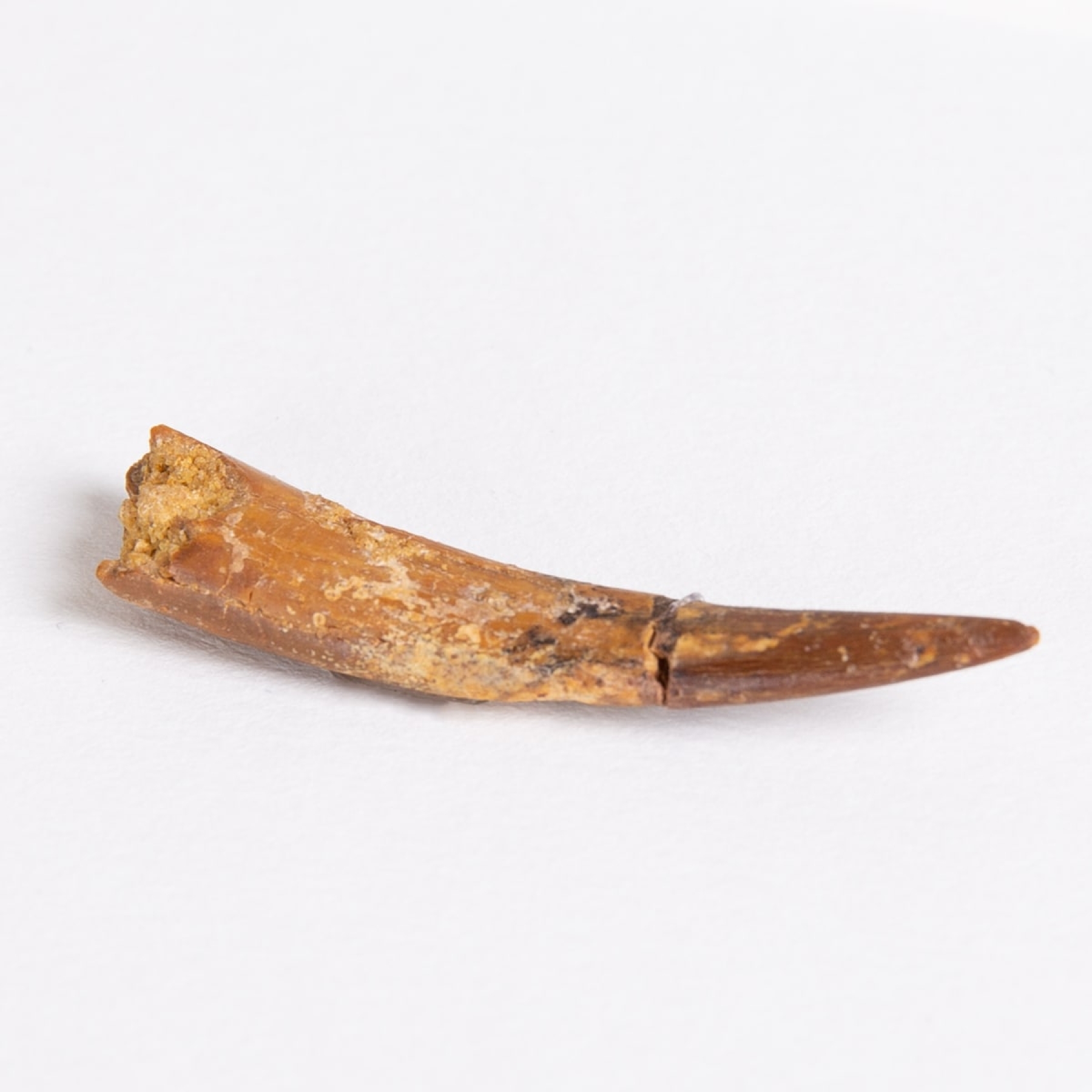 Pterosaur Dinosaur Tooth Fossil in Box Frame (Coloborhynchus moroccensis)