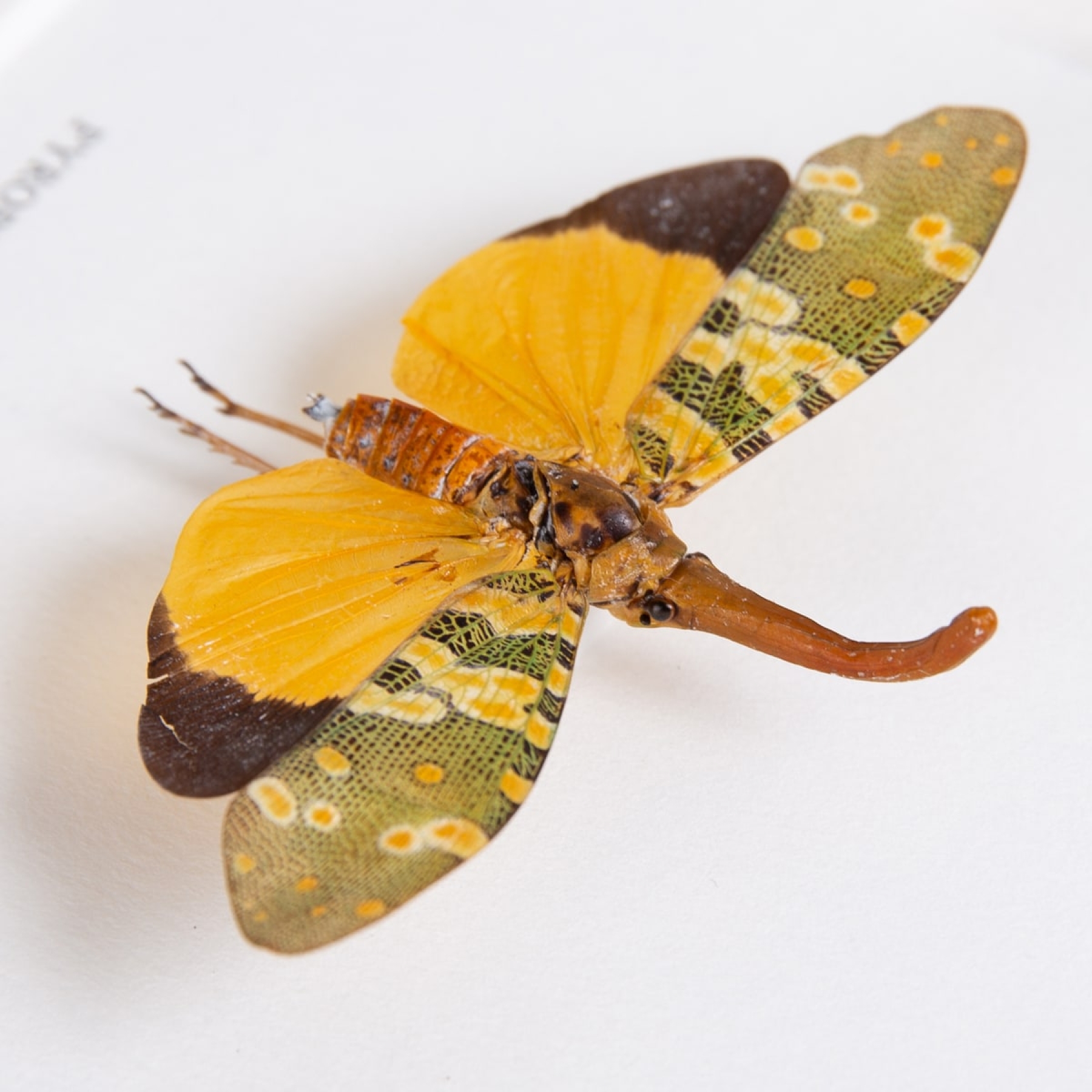 Lanternfly In Box Frame (Pyrops candelaria)