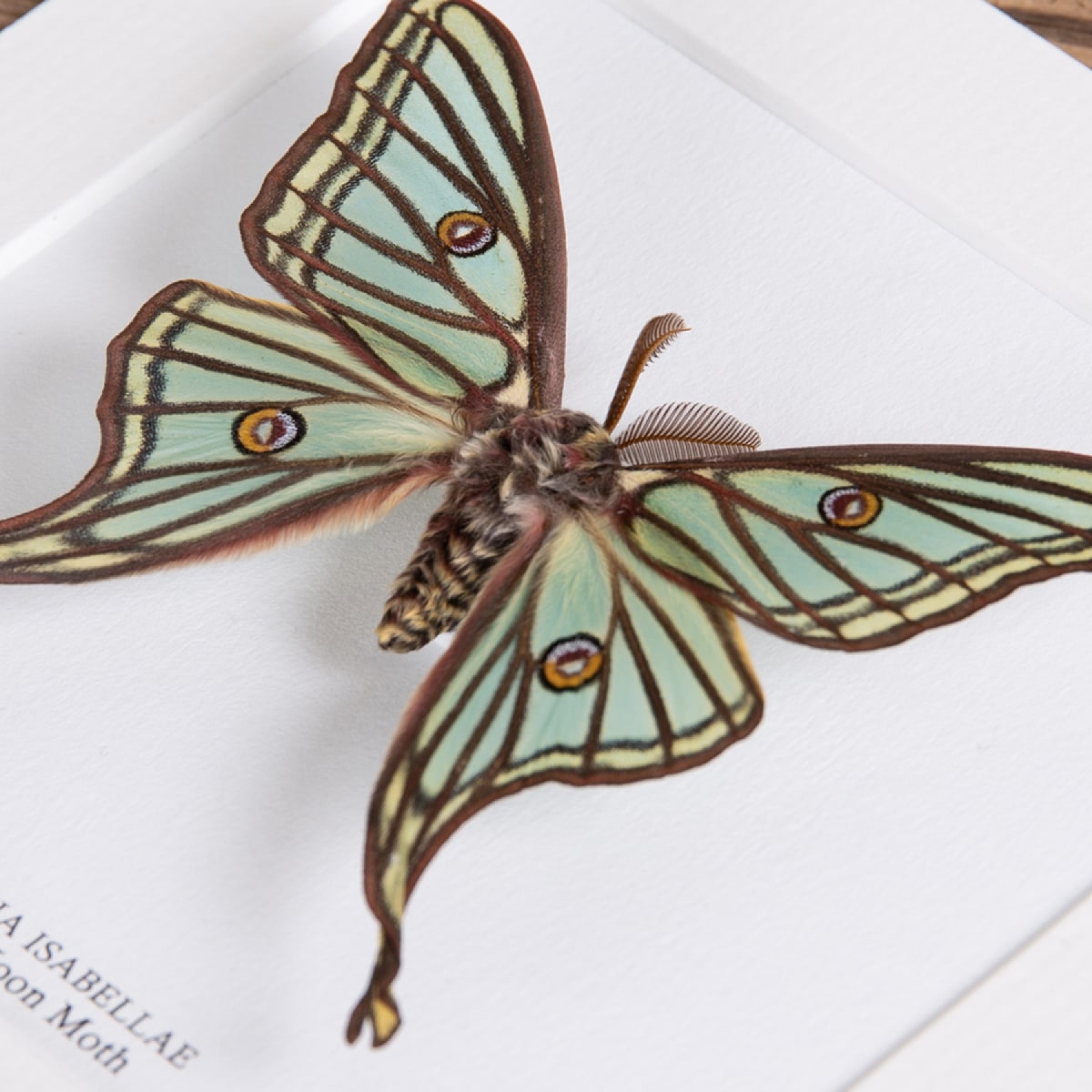 Spanish Moon Moth Male & Female Pair In Box Frame (Graellsia isabellae)