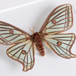 Female Spanish Moon Moth In Box Frame (Graellsia isabellae)