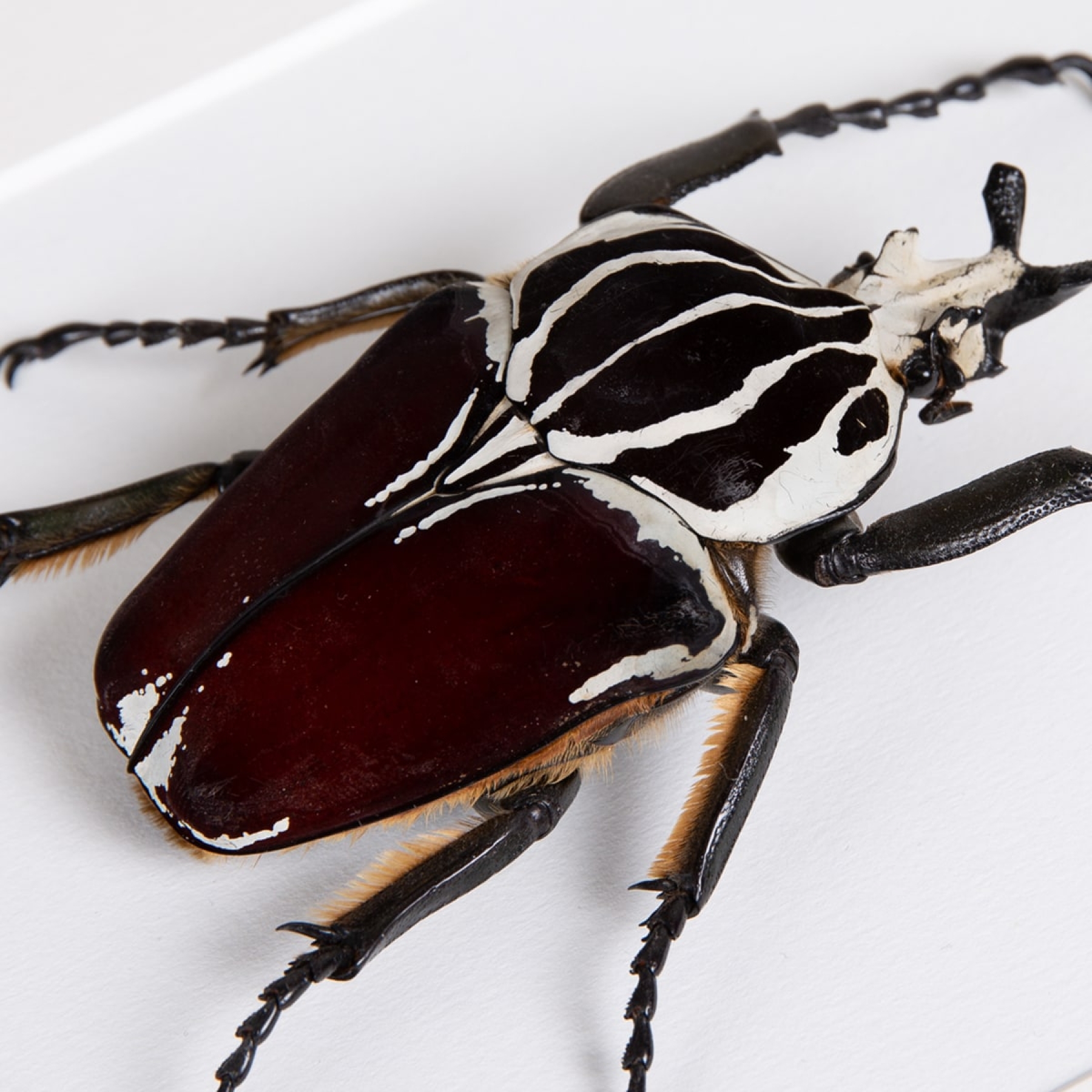 Minibeast Goliath Beetle In Box Frame (Goliathus goliatus apicalis)