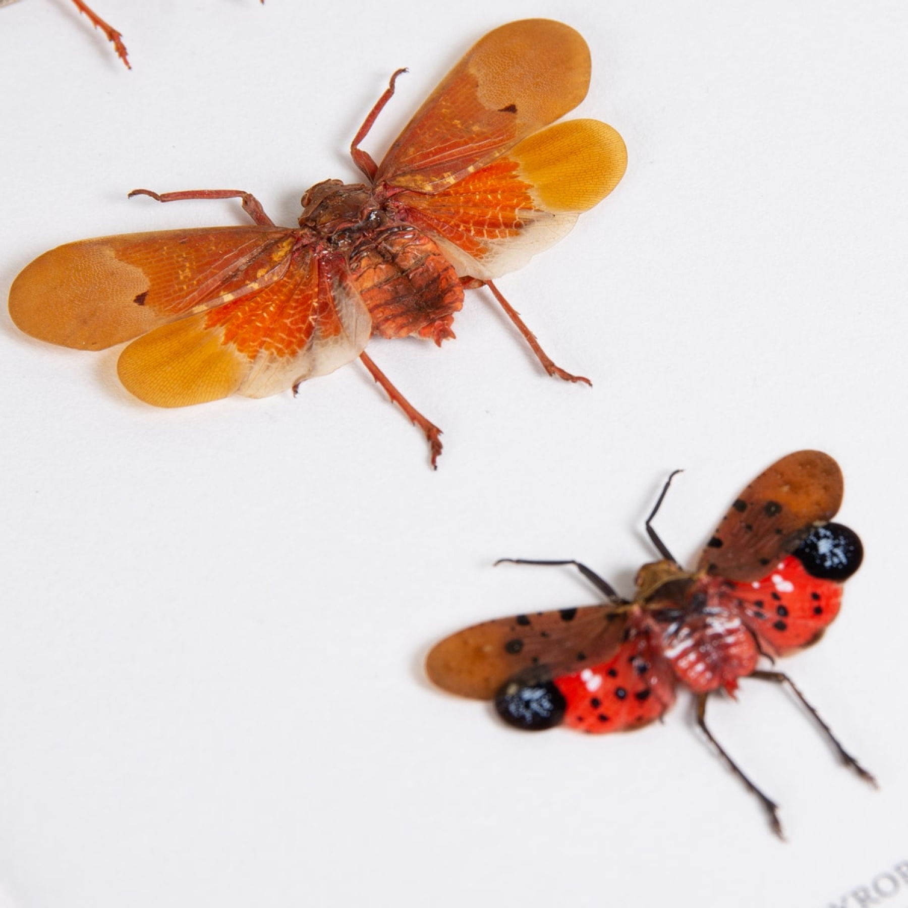 Lanternflies In Box Frame (Pyrops sp)