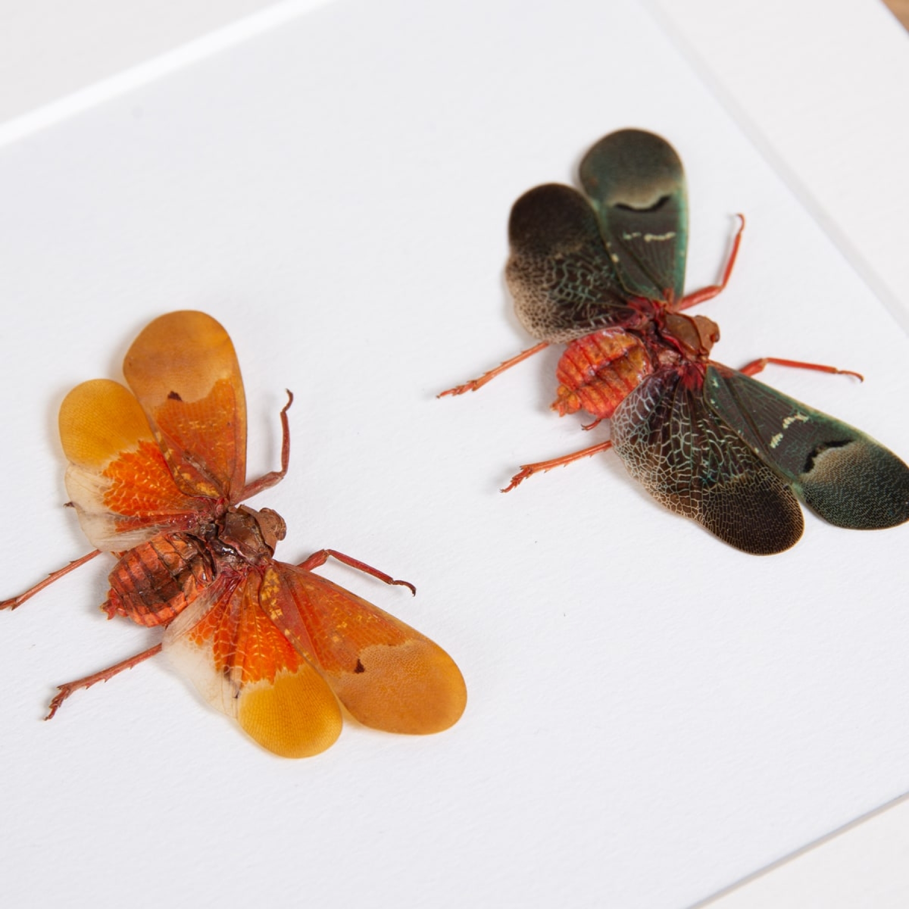 Lanternflies In Box Frame (Pyrops sp)