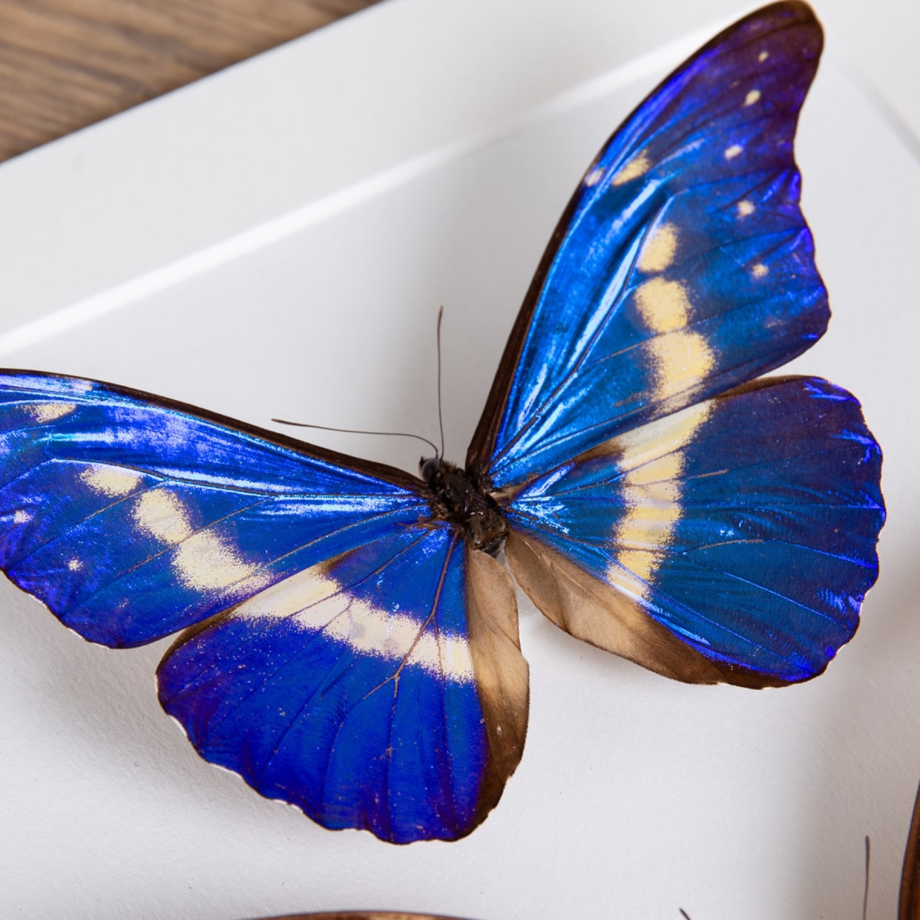 Helena Morpho Butterfly Male & Female Pair In Box Frame (Morpho rhetenor helena) Helena Morpho Butterfly Male & Female Pair In Box Frame (Morpho rhetenor helena)
