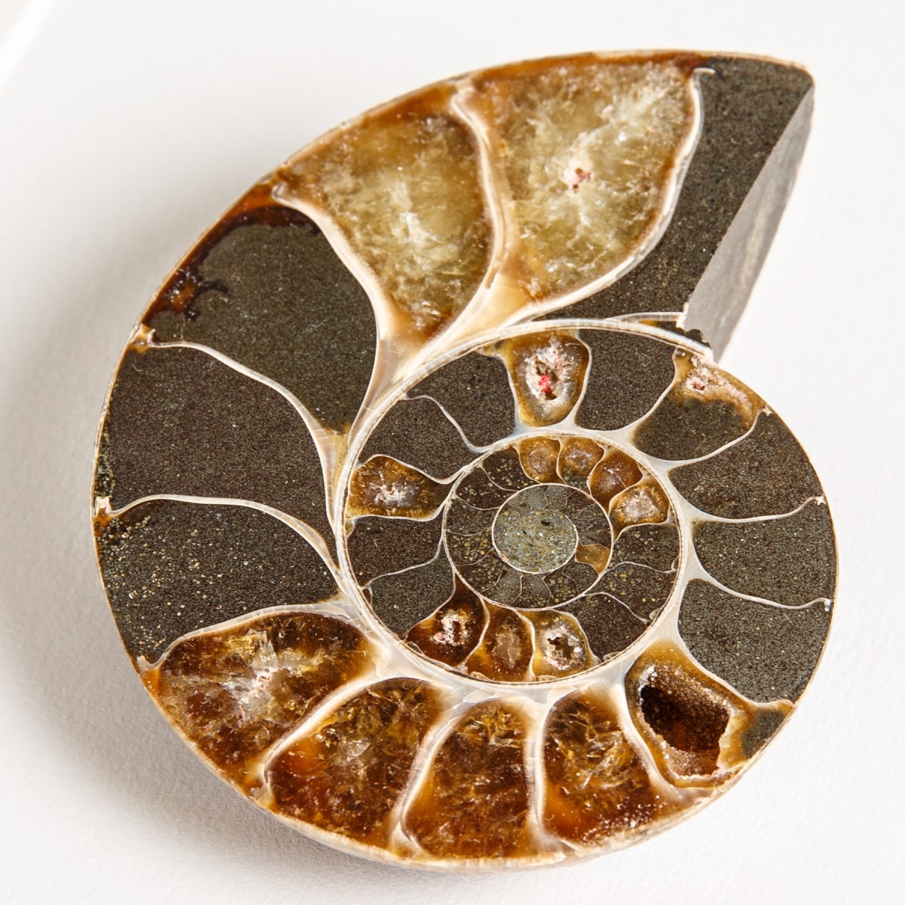 Ammonite Cut & Polished Fossil In Box Frame (Cleoniceras sp) Ammonite Cut & Polished Fossil In Box Frame (Cleoniceras sp)