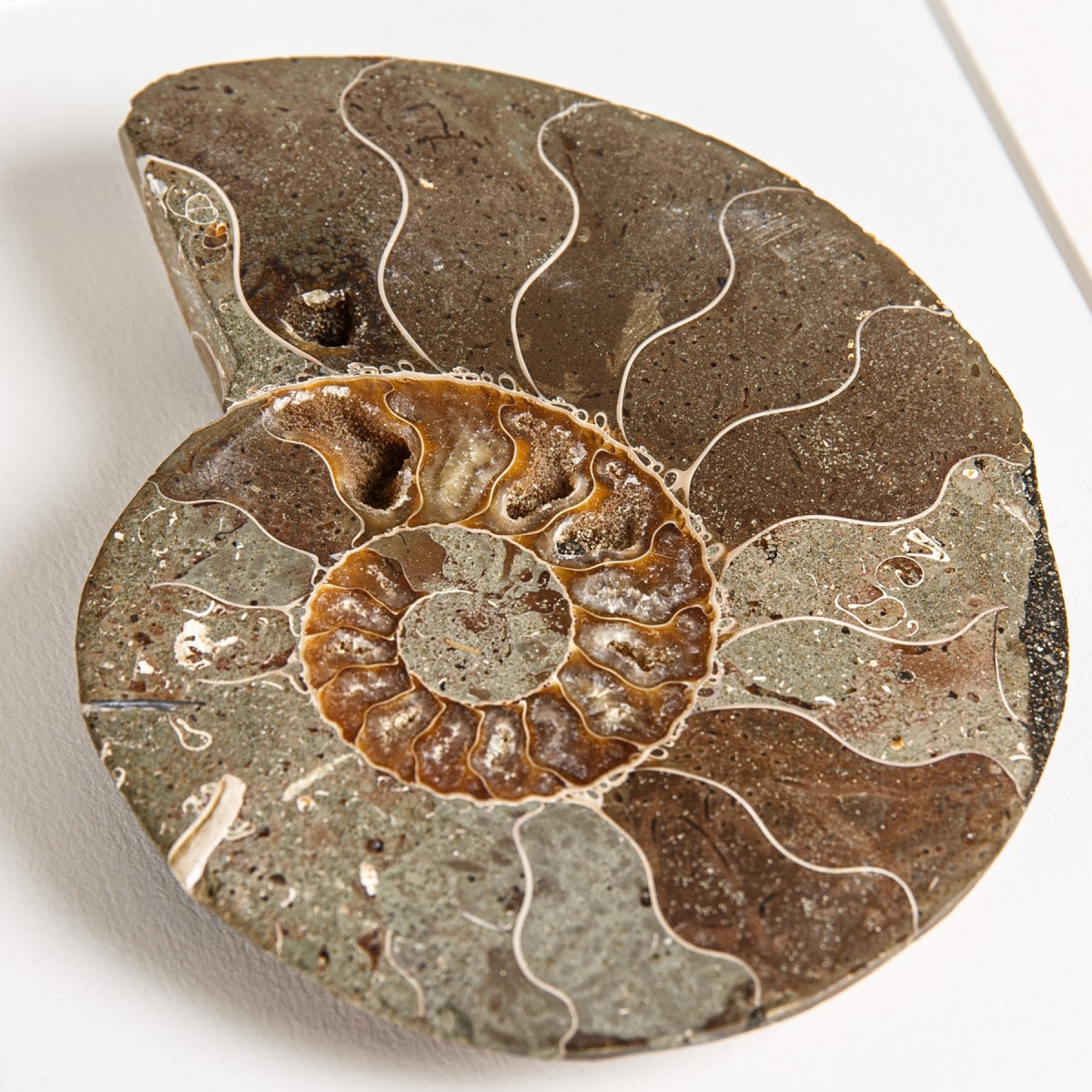 Large Cut & Polished Ammonite Fossil In Box Frame (Cleoniceras sp) Large Cut & Polished Ammonite Fossil In Box Frame (Cleoniceras sp)