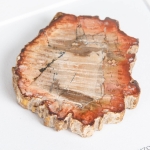 Petrified Wood In Box Frame (Araucarioxylon arizonicum)