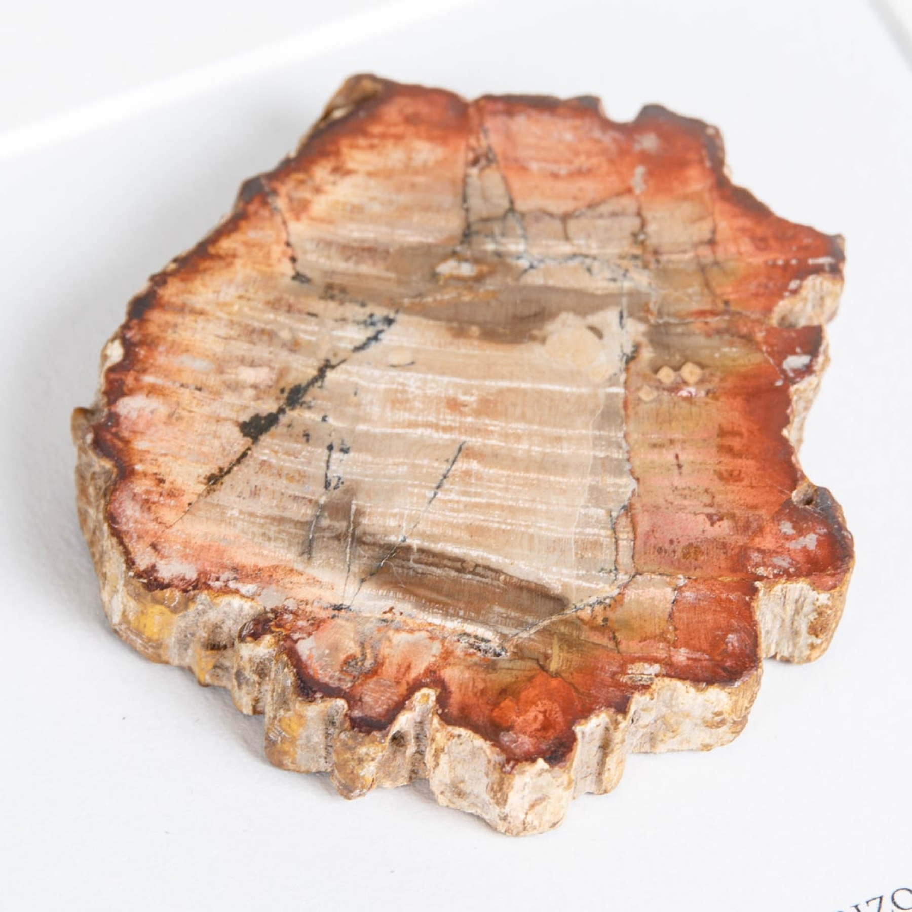 Petrified Wood In Box Frame (Araucarioxylon arizonicum) Petrified Wood In Box Frame (Araucarioxylon arizonicum)