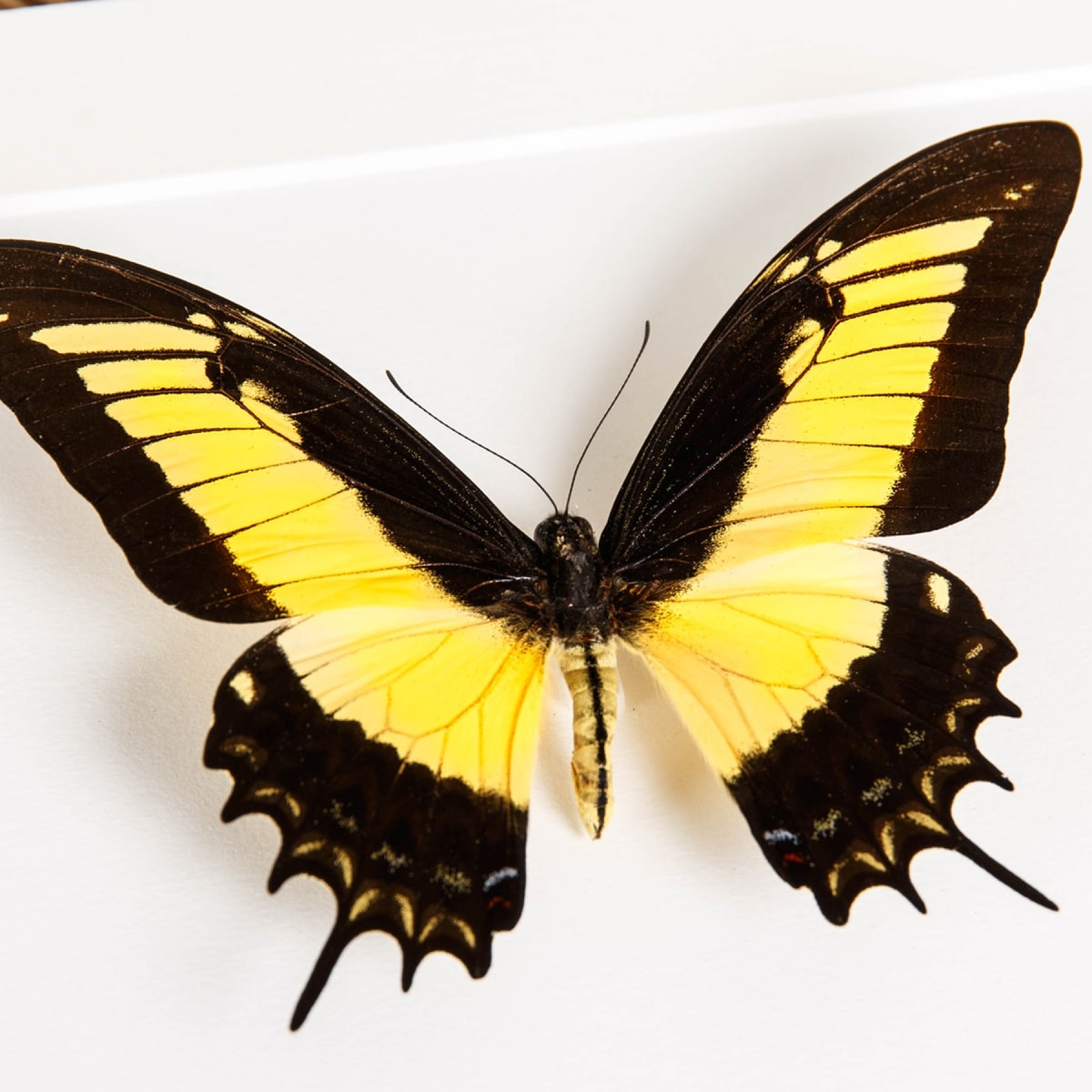 Androgeus Swallowtail Butterfly In Box Frame (Papilio androgeus epidauras)