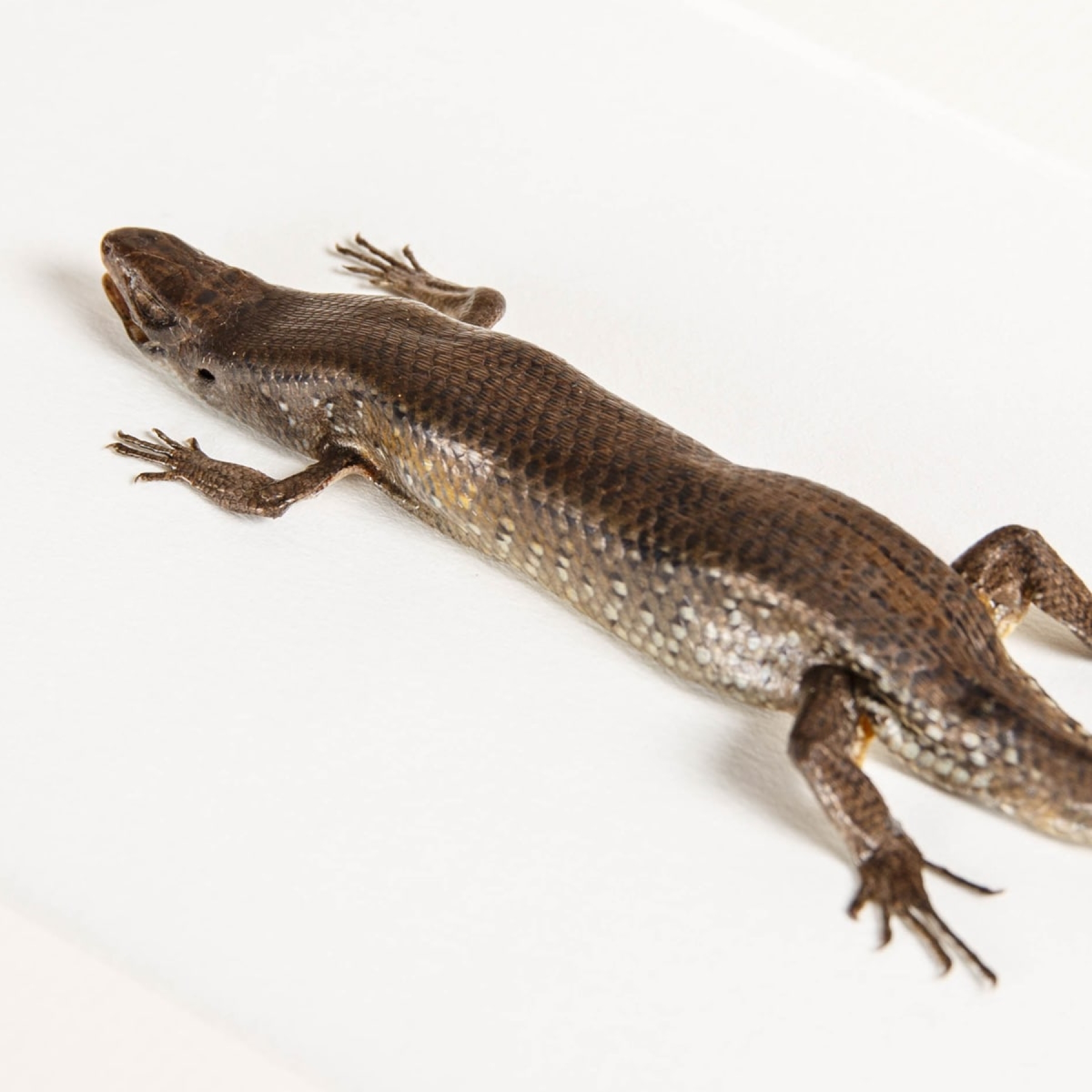East Indian Brown Mabuya In Box Frame (Eutropis multifasciata)