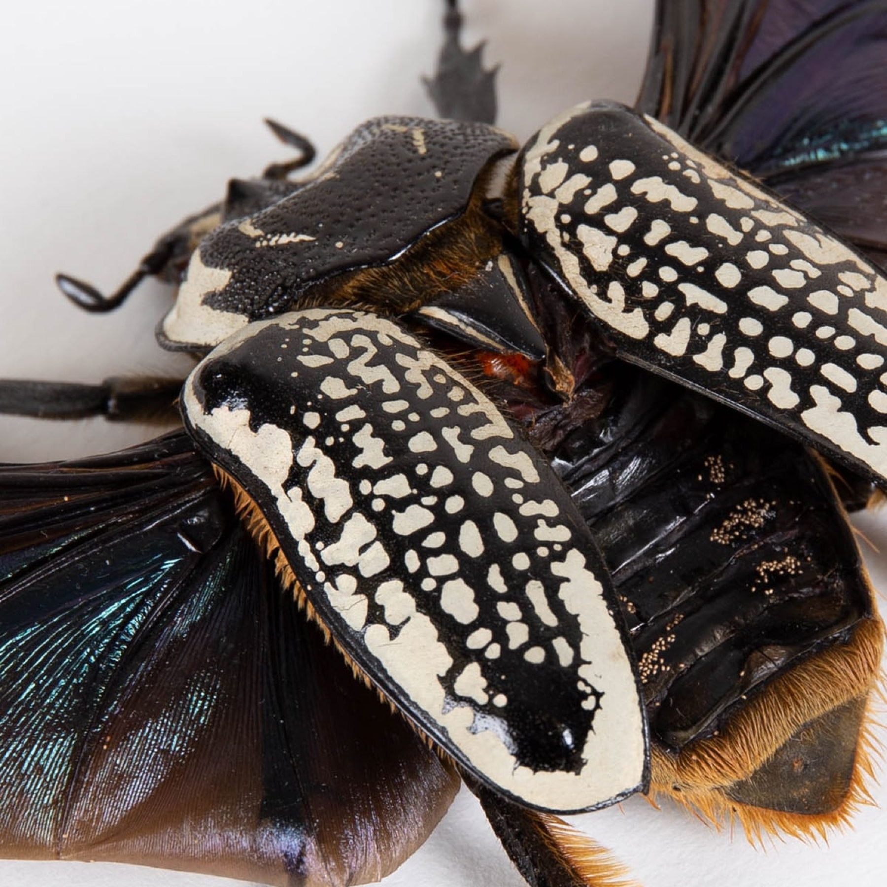Female Giant Goliath Beetle In Box Frame (Goliathus orientalis)