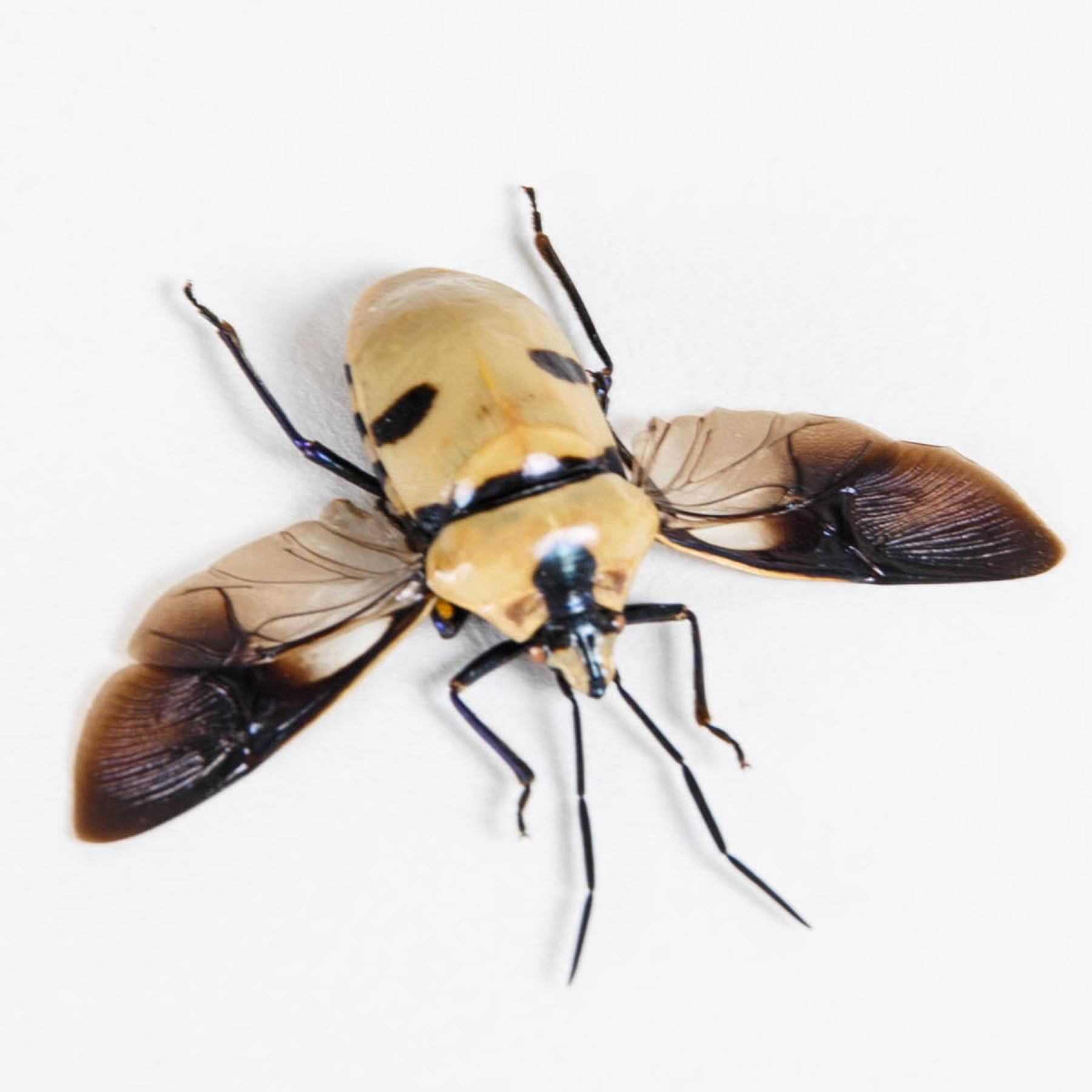 Death Head Bug with Wings Spread In Box Frame (Eucorysses grandis)