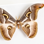 Epiphora Rectifascia From Africa Frame