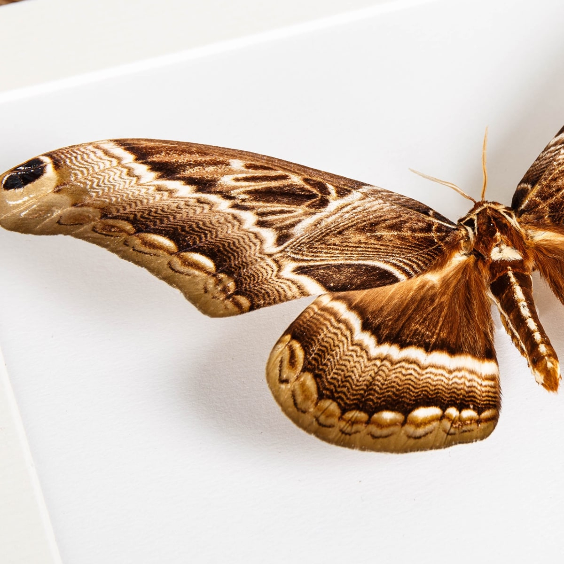 Dactyloceras lucina Moth in Box Frame From Africa