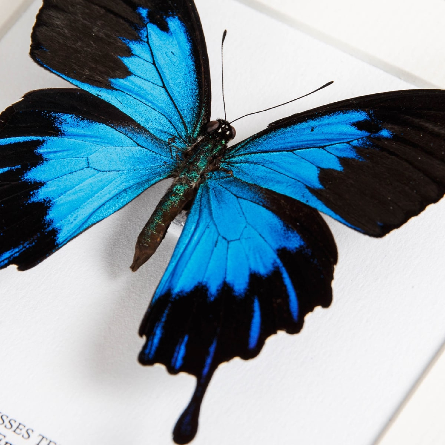 Blue Emperor Butterfly In Box Frame (Papilio ulysses telegonus)