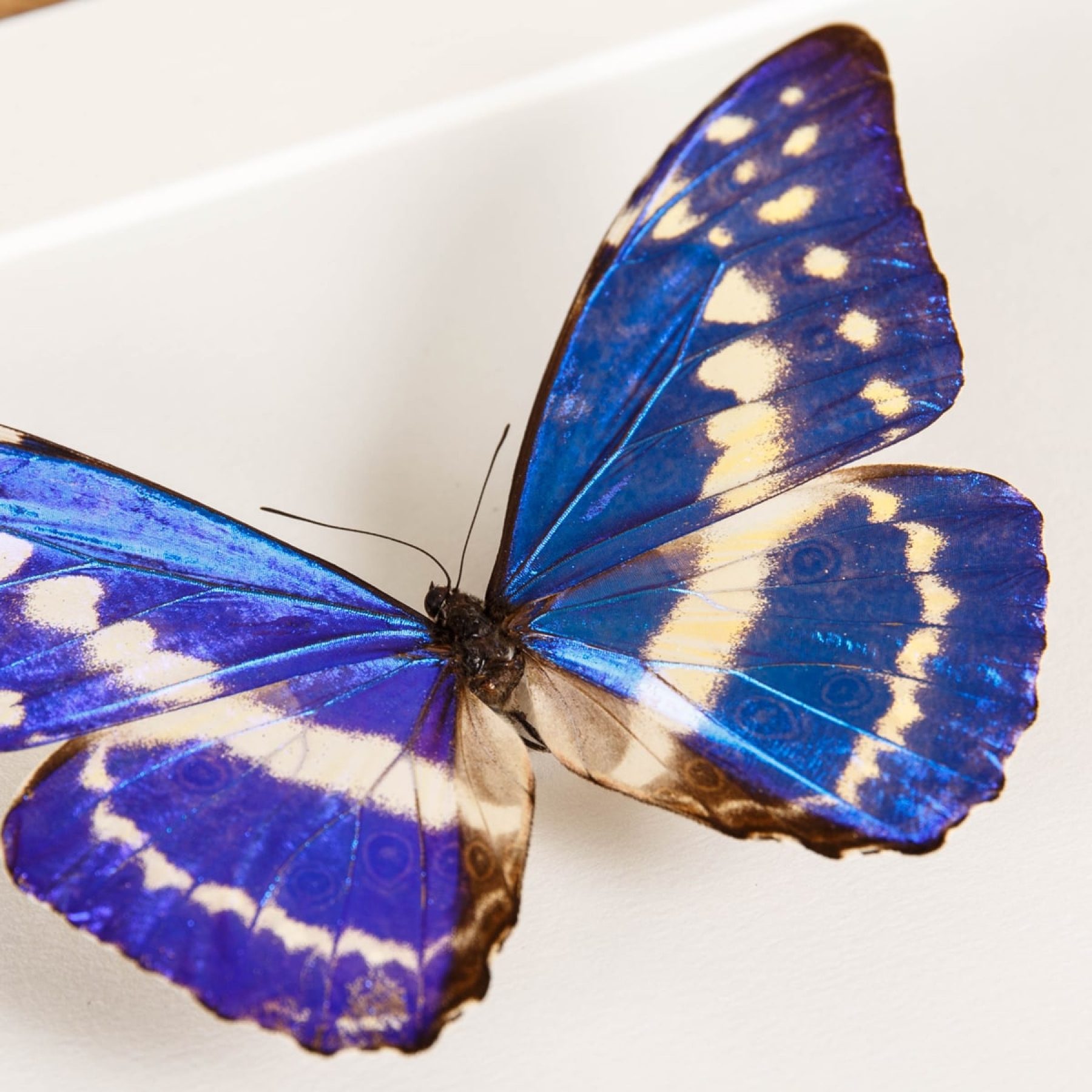 Cypris Morpho Butterfly In Box Frame (Morpho cypris)