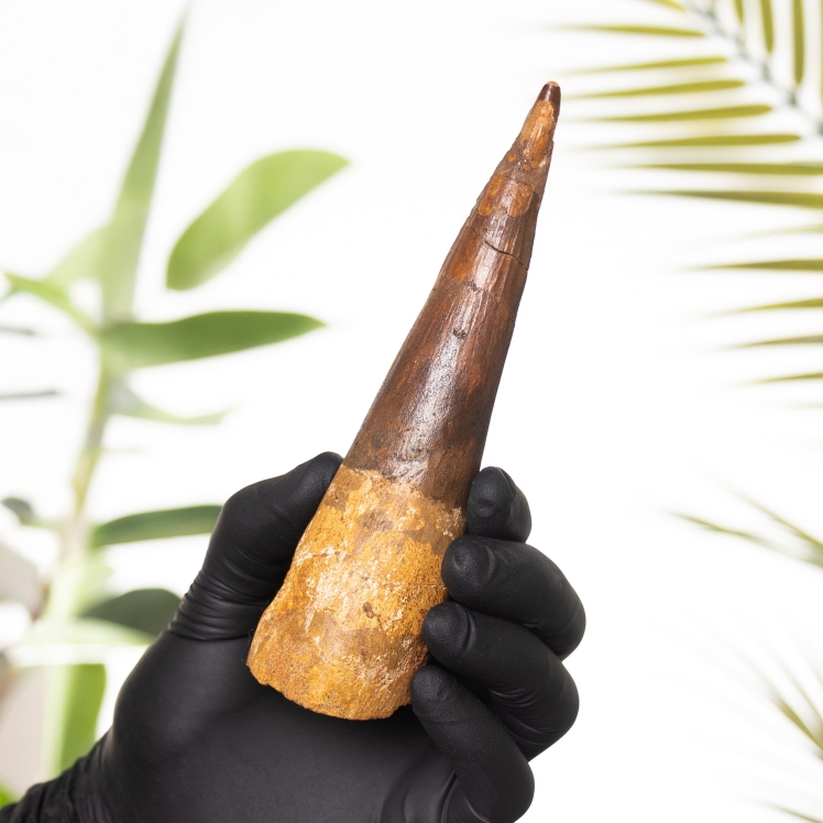 5.72 Inch Spinosaurus Dinosaur Tooth Fossil (Spinosaurus aegyptiacus)