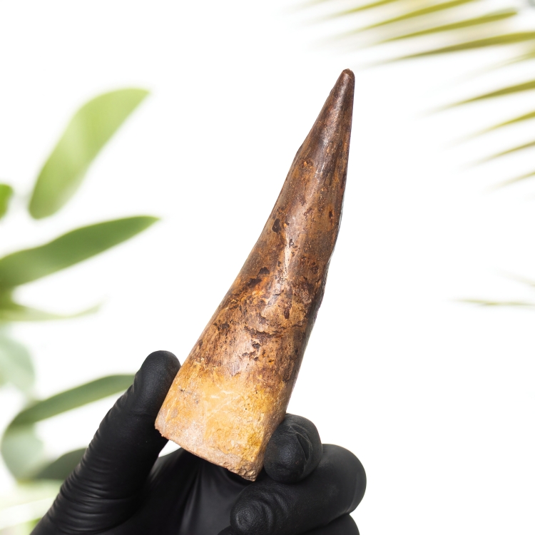 4.2 Inch Spinosaurus Tooth Fossil (Spinosaurus aegyptiacus)