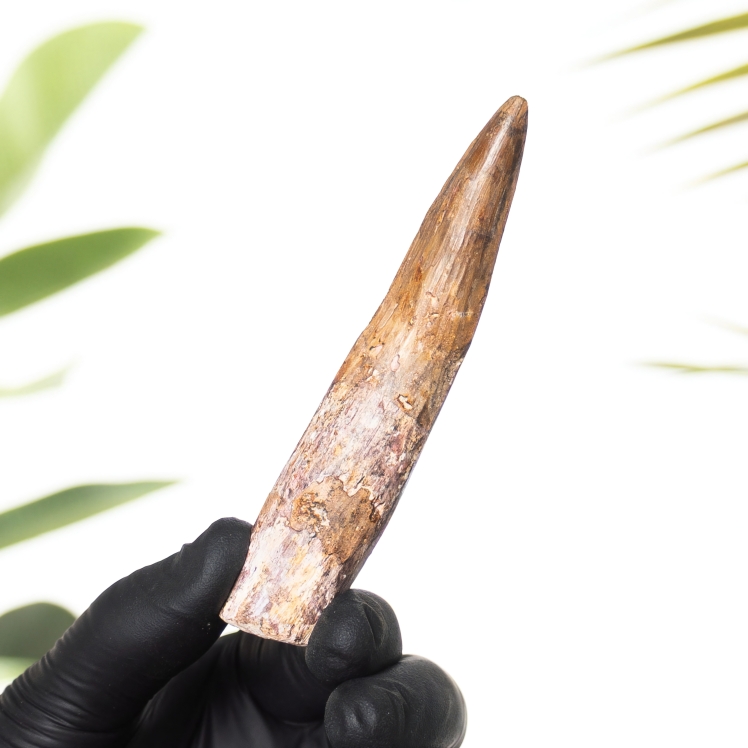 3.95 Inch Spinosaurus Tooth Fossil (Spinosaurus aegyptiacus)