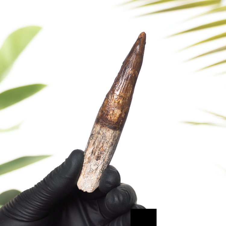 4.12 Inch Spinosaurus Tooth Fossil (Spinosaurus aegyptiacus)