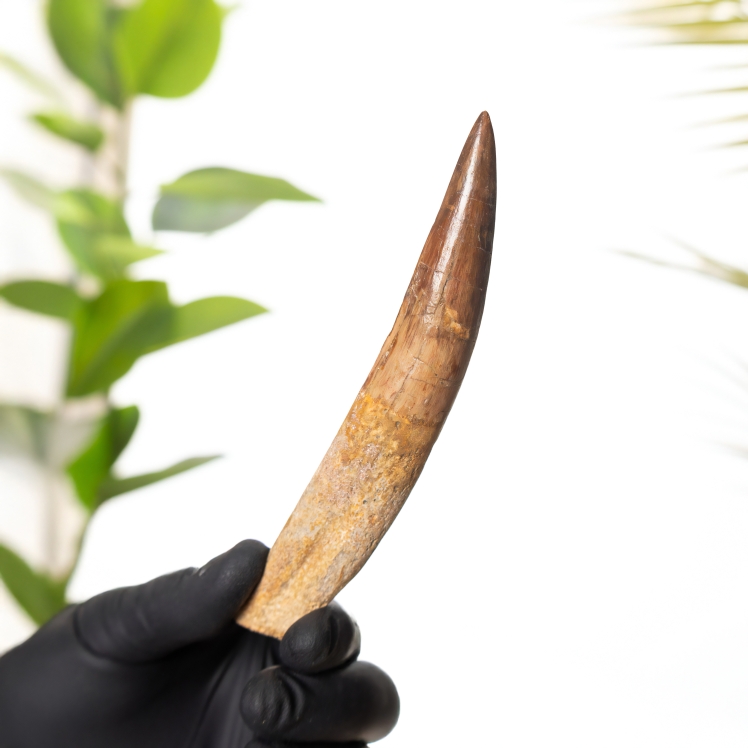 5.23 Inch Rooted Spinosaurus Tooth Fossil (Spinosaurus aegyptiacus)