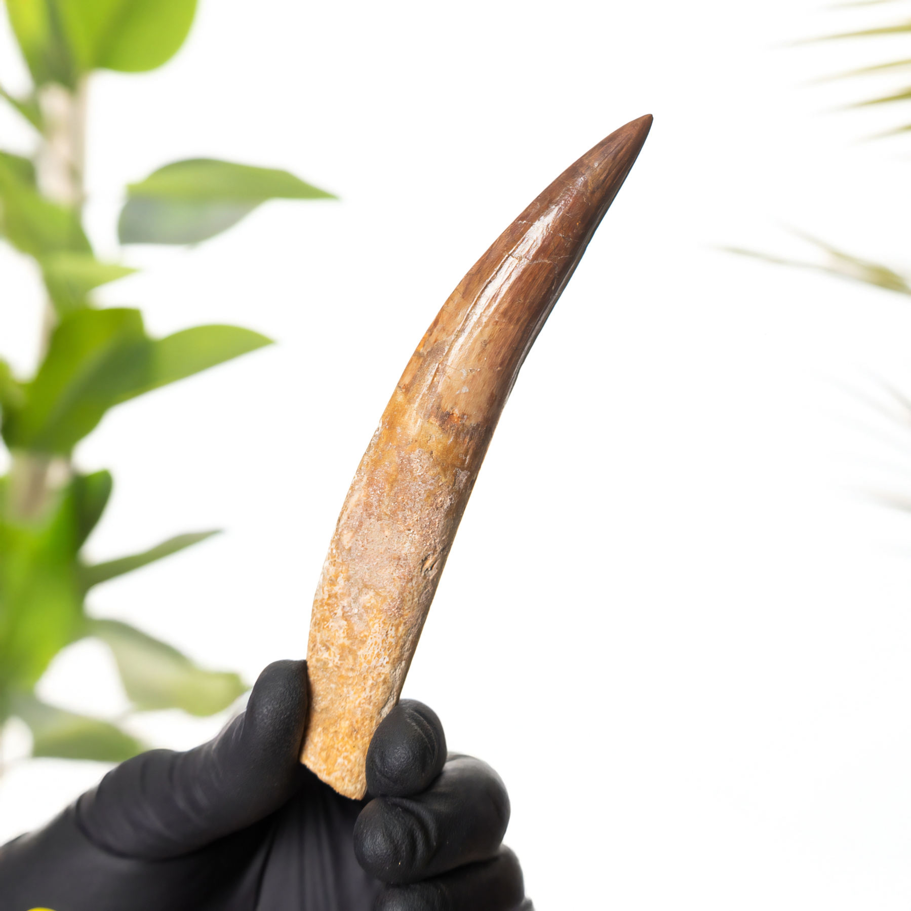 5.23 Inch Rooted Spinosaurus Tooth Fossil (Spinosaurus aegyptiacus)