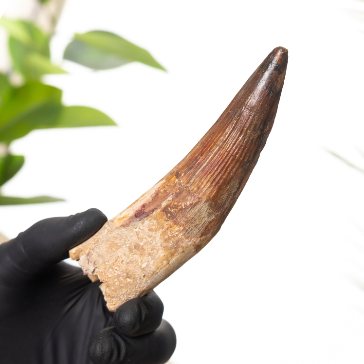 Museum Grade 4.69 Inch Spinosaurus Tooth Fossil (Spinosaurus aegyptiacus)