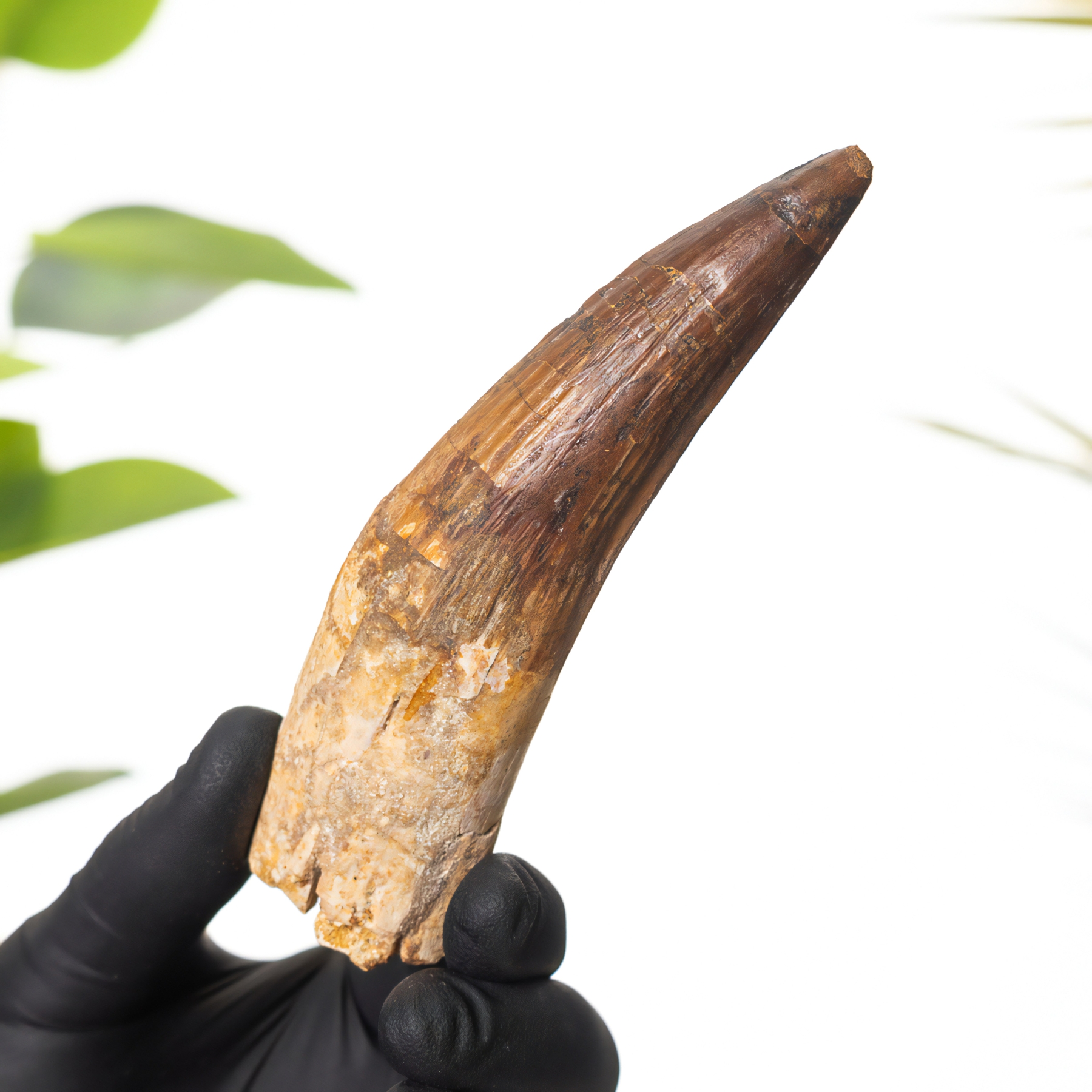 Museum Grade 4.69 Inch Spinosaurus Tooth Fossil (Spinosaurus aegyptiacus)