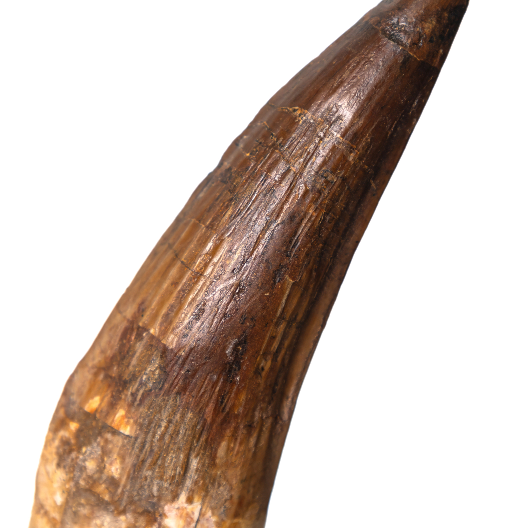 Museum Grade 4.69 Inch Spinosaurus Tooth Fossil (Spinosaurus aegyptiacus)