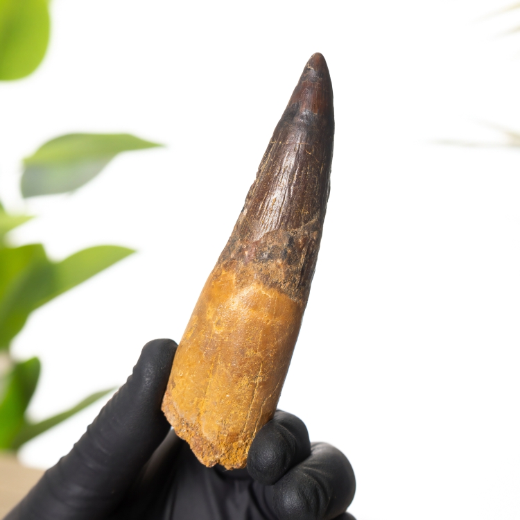 Museum Grade 4.24 Inch Spinosaurus Tooth Fossil (Spinosaurus aegyptiacus)