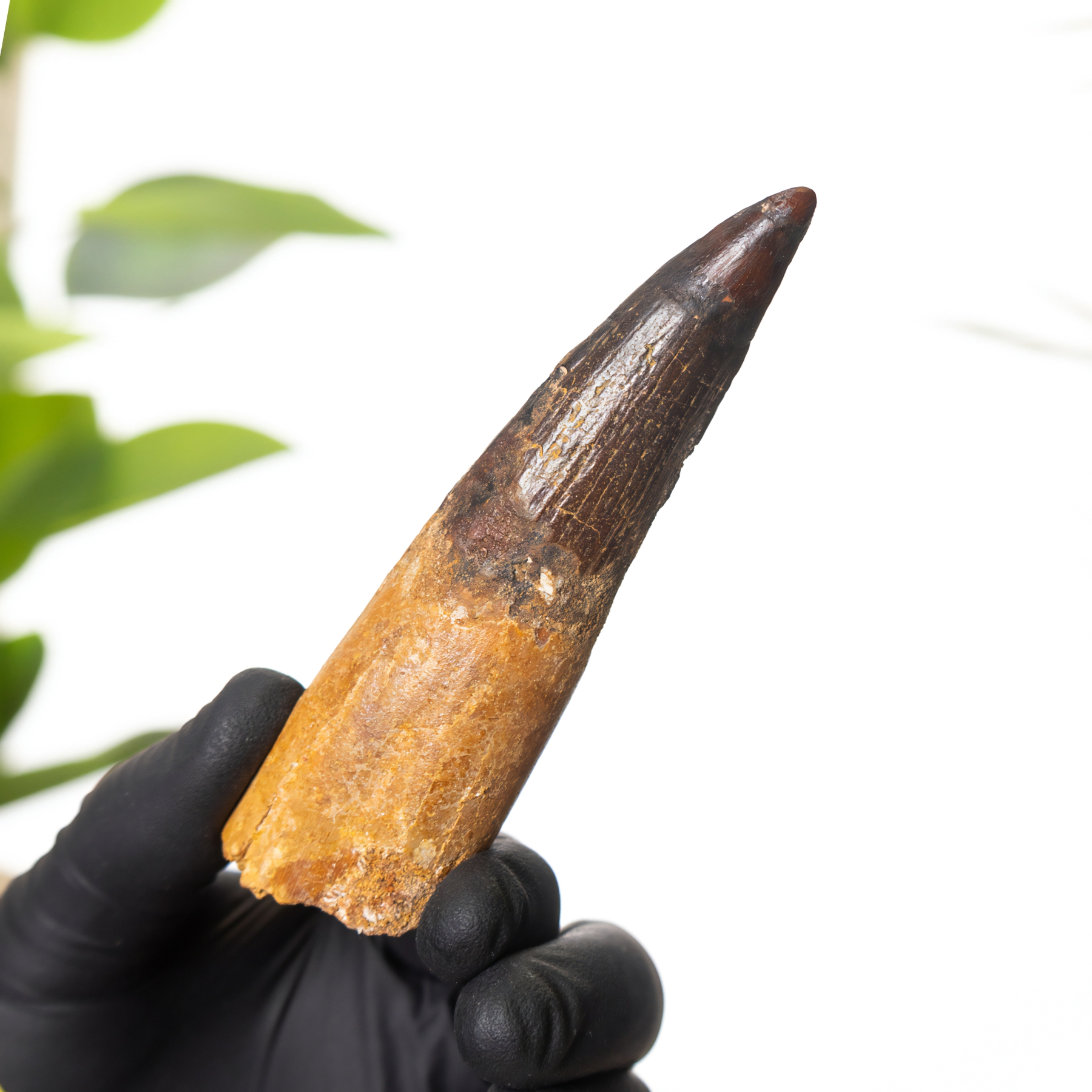 Museum Grade 4.24 Inch Spinosaurus Tooth Fossil (Spinosaurus aegyptiacus)