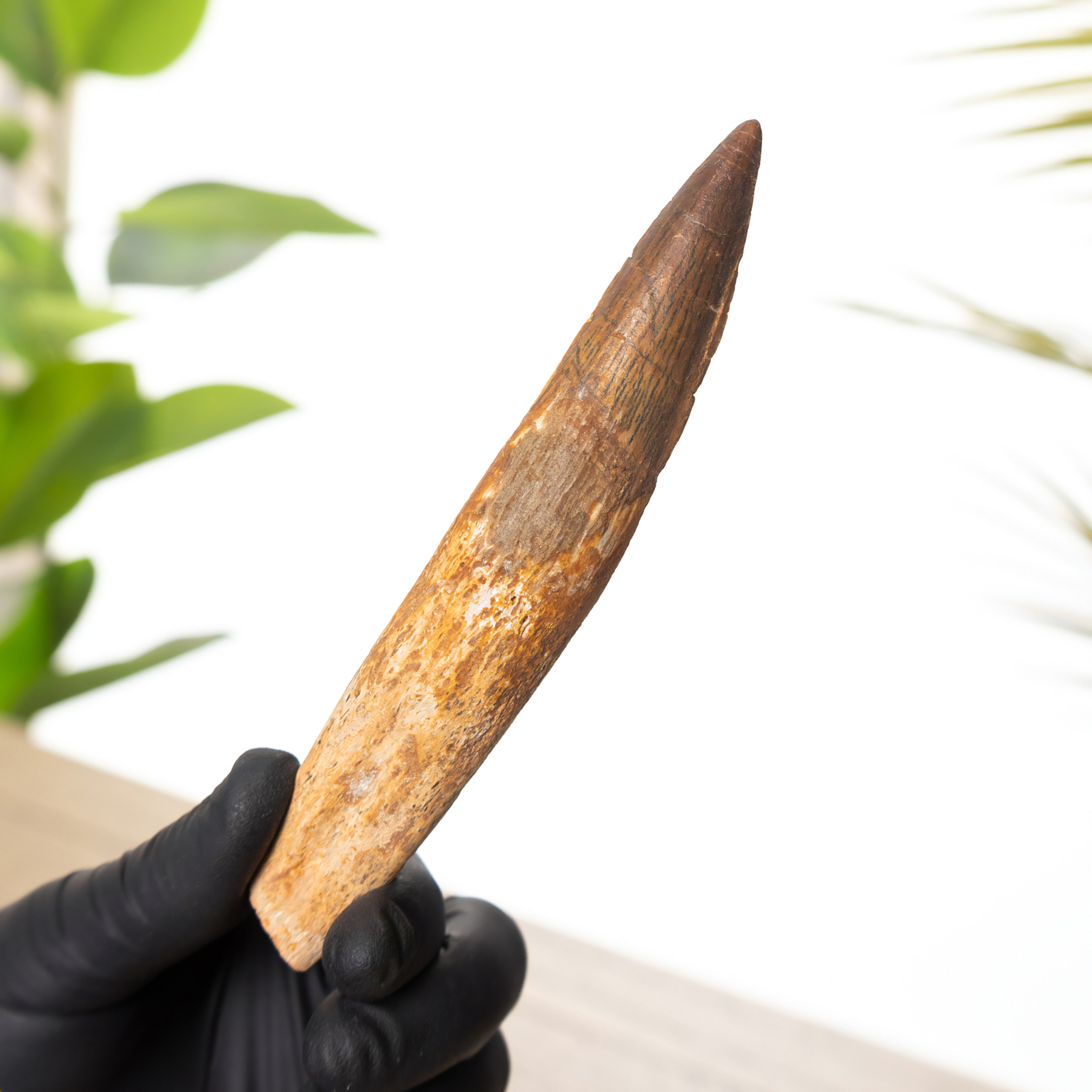 Rare 5.53 Inch Rooted Spinosaurus Tooth Fossil (Spinosaurus aegyptiacus)