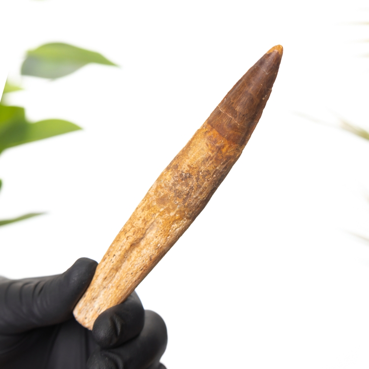 Rare 5.31 Inch Rooted Spinosaurus Tooth Fossil (Spinosaurus aegyptiacus)