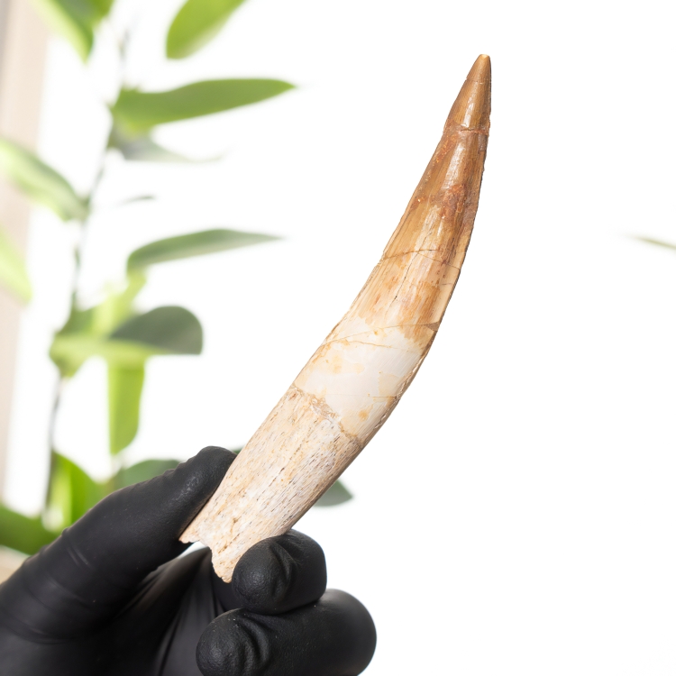 4.68 Inch Curved Spinosaurus Tooth Fossil (Spinosaurus aegyptiacus)