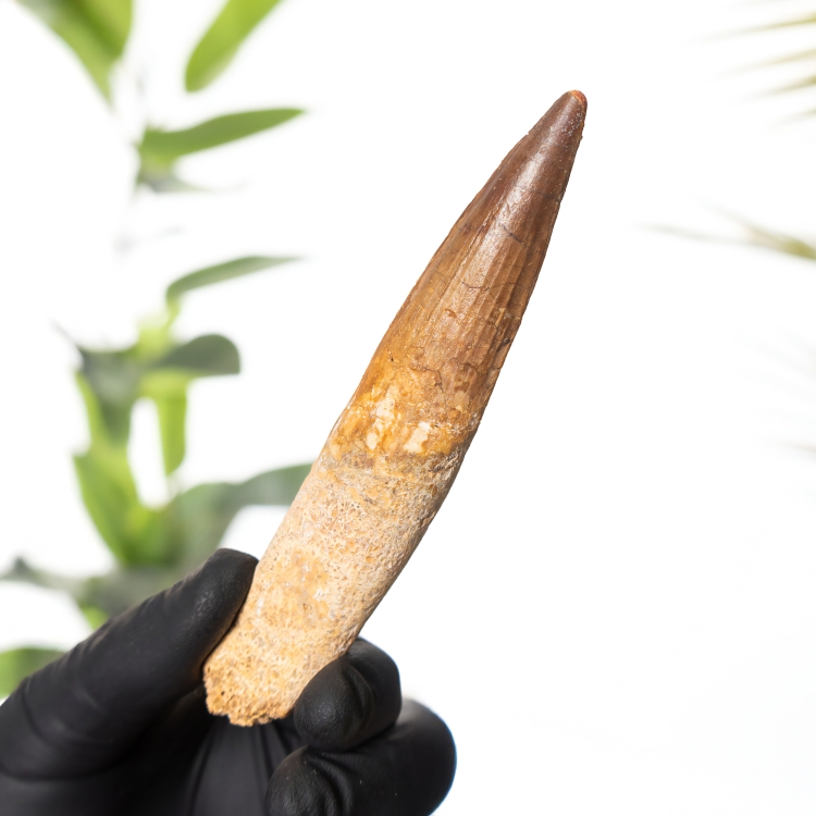 Rare 4.82 Inch Spinosaurus Tooth with Root Fossil (Spinosaurus aegyptiacus)