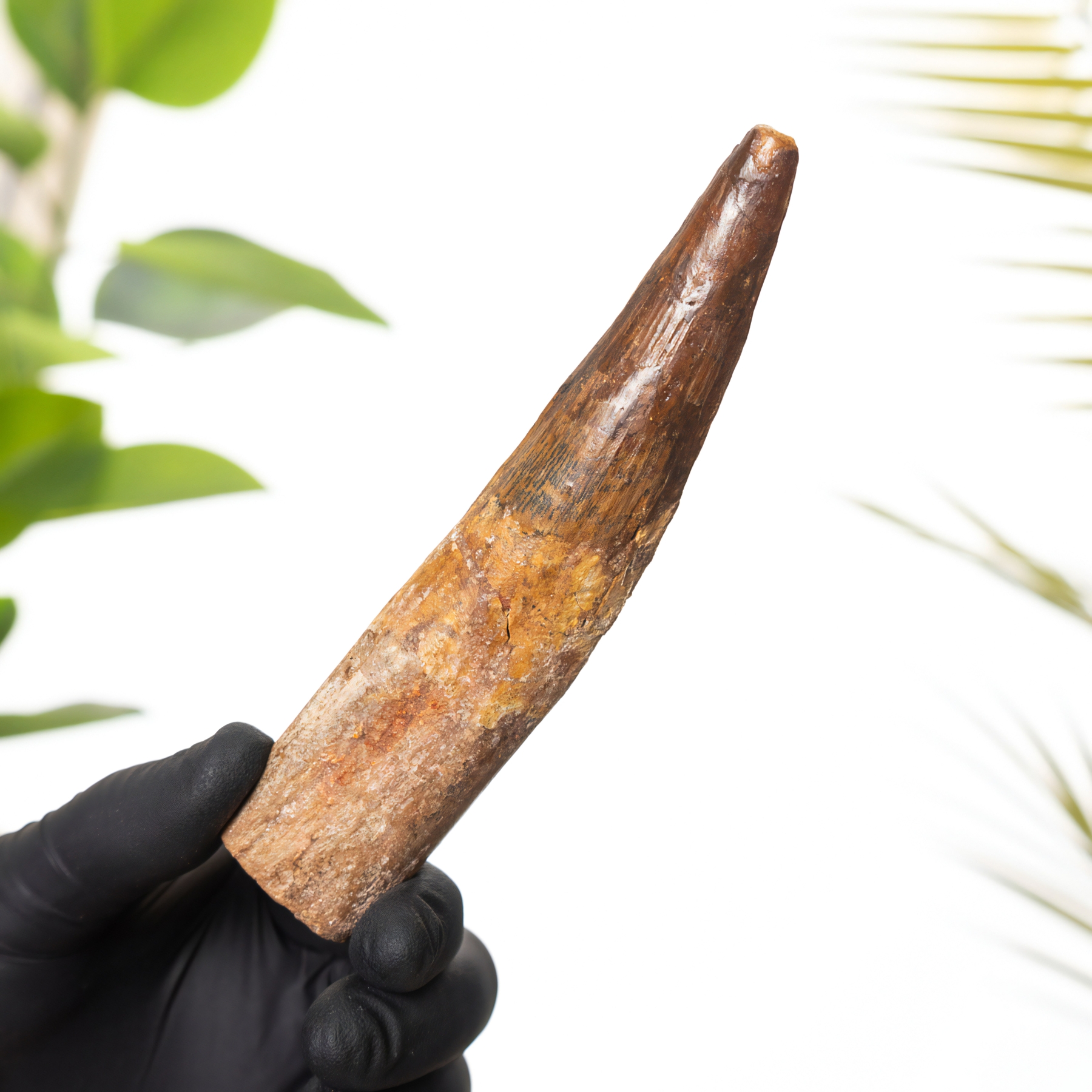 5.20 Inch Spinosaurus Tooth Fossil In Box Frame (Spinosaurus aegyptiacus)