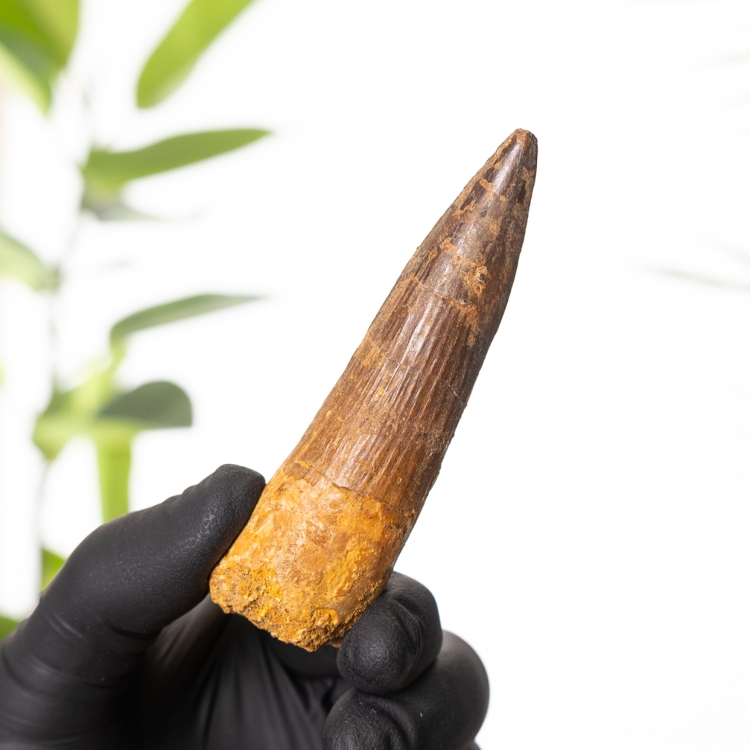 3.49 Inch Spinosaurus Tooth Fossil (Spinosaurus aegyptiacus)