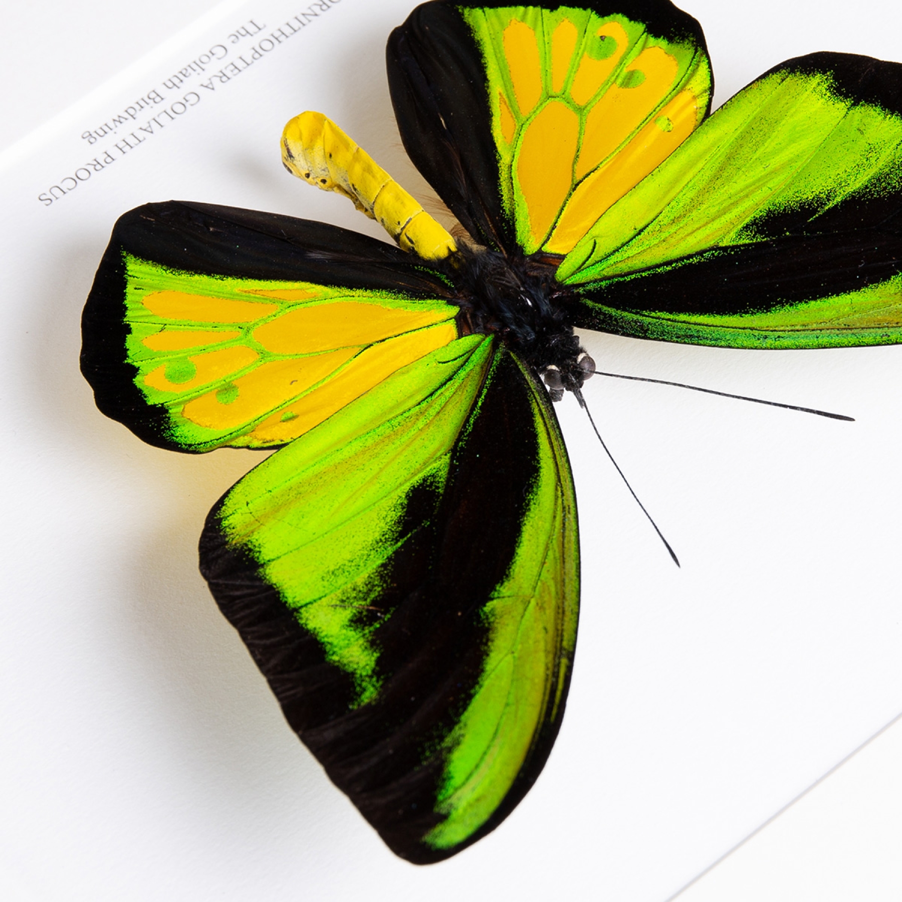Minibeast The Goliath Birdwing In Box Frame (Ornithoptera goliath procus)