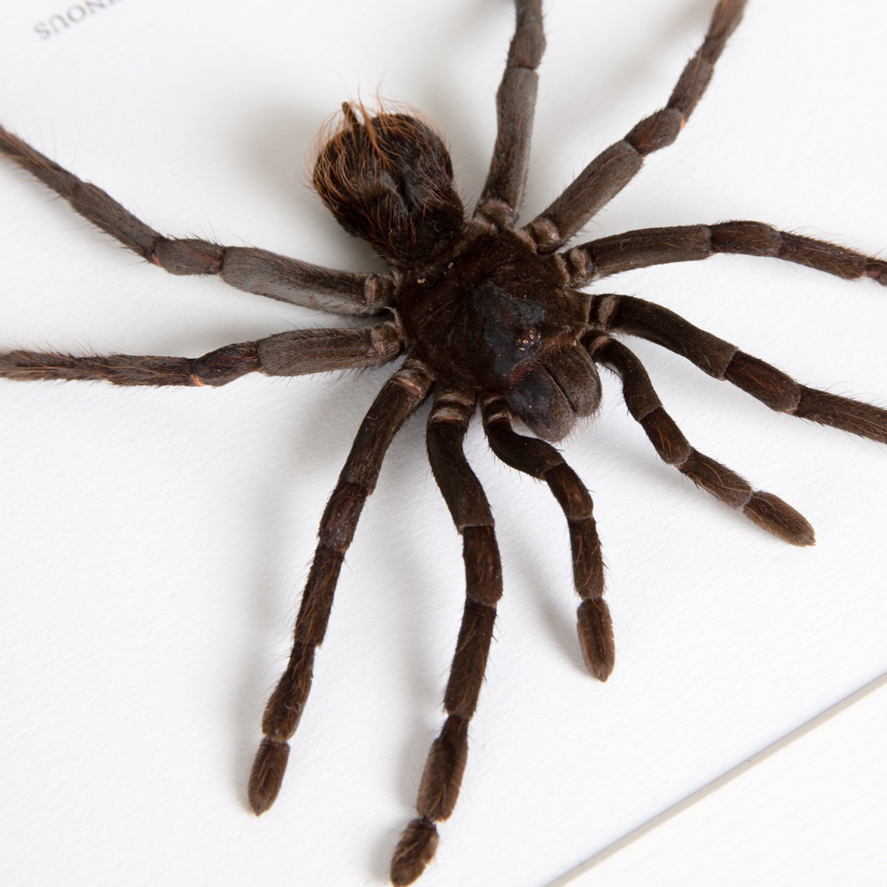 Bolivian Birdeater In Box Frame (Pamphobeteus antinous)