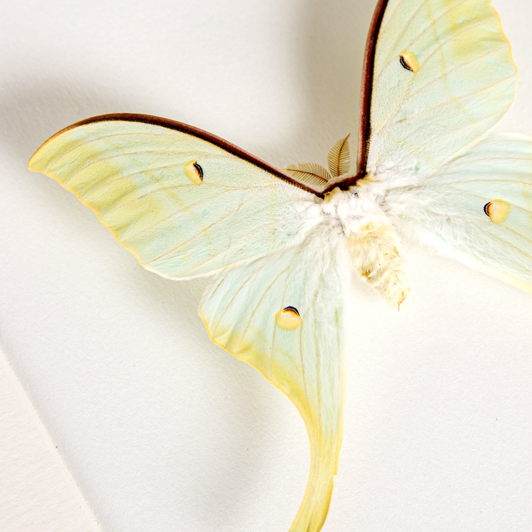 Chinese Moon Moth In Box Frame (Actias ningpoana)