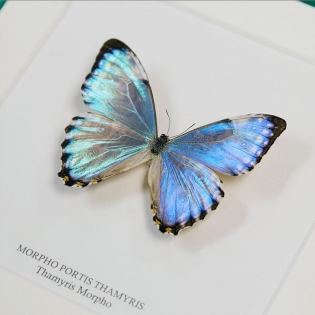 Thamyris Morpho Butterfly In Box Frame (Morpho portis)