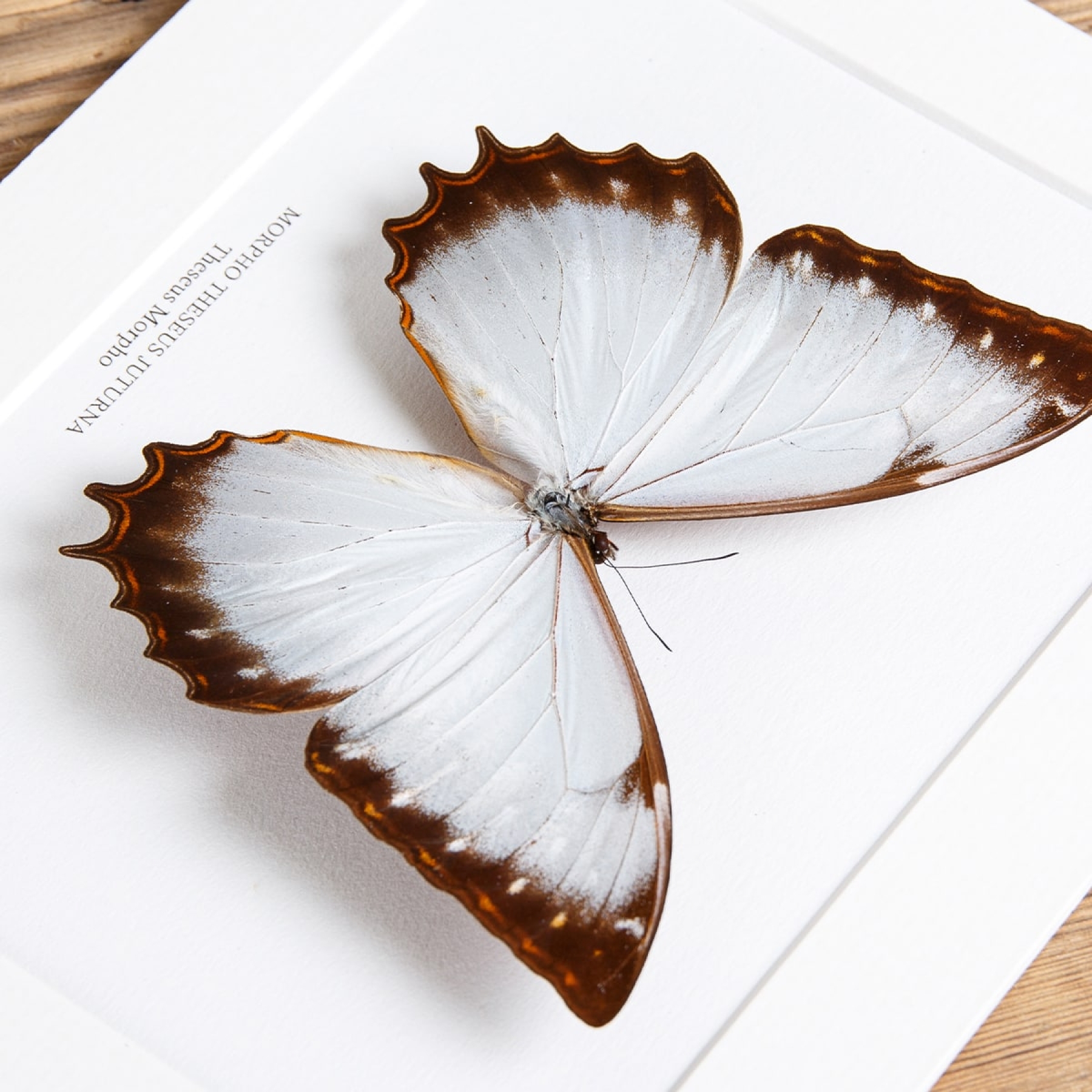 Theseus Morpho Butterfly In Box Frame (Morpho theseus juturna)