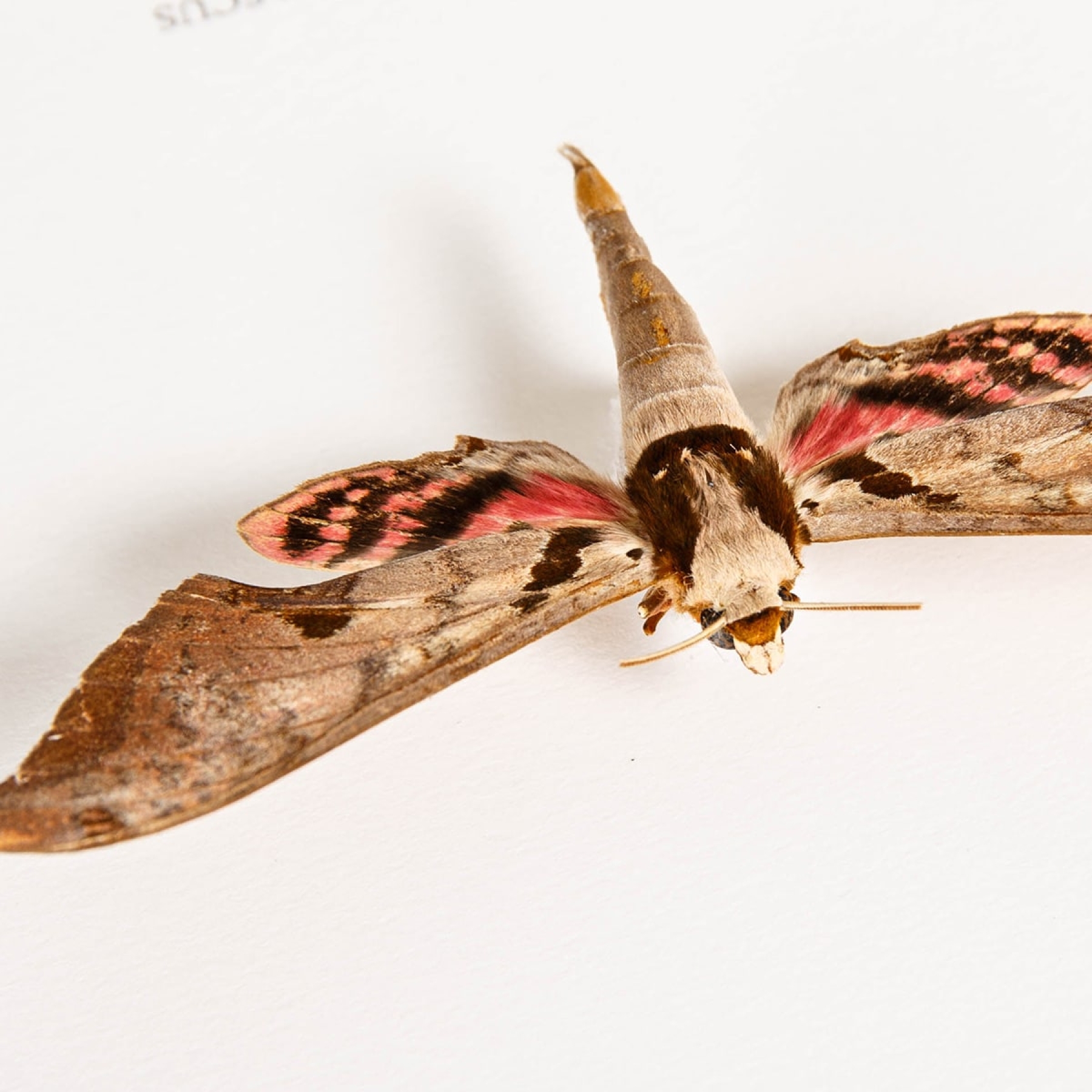 Sphinx Moth In Box Frame (Adhemarius gannascus)