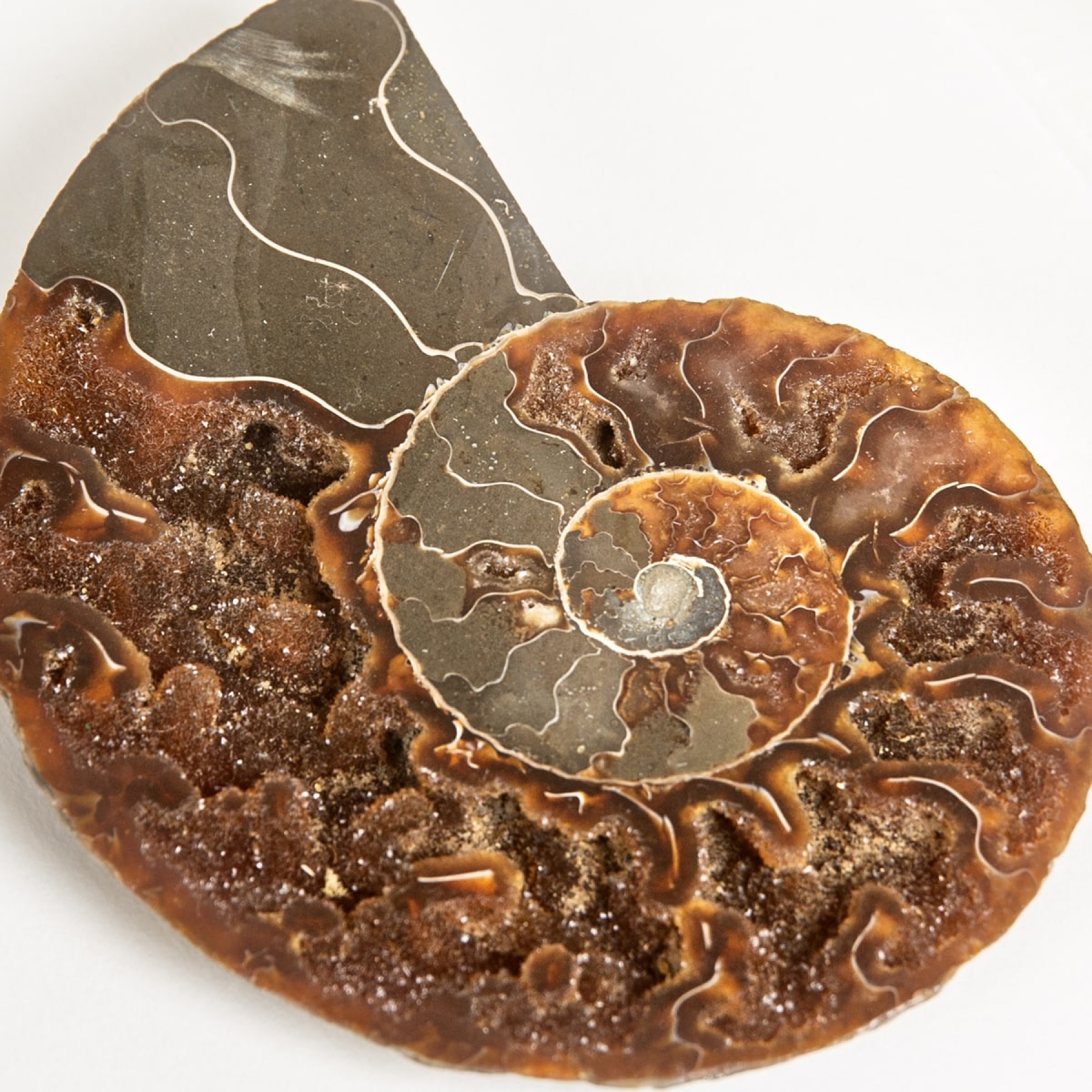 Minibeast Large Ammonite Cut & Polished Fossil In Box Frame (Cleoniceras sp)