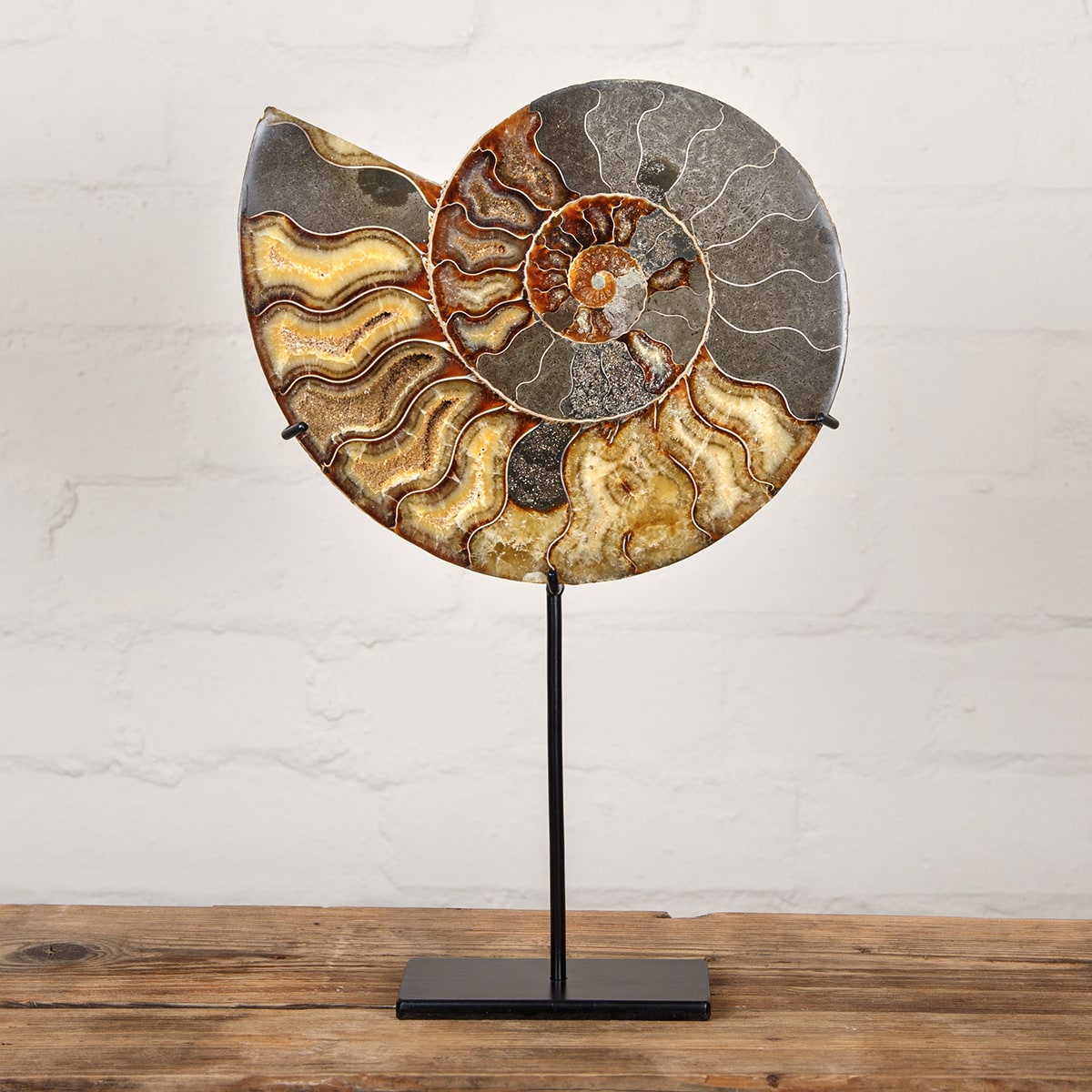 Minibeast Huge 9.4 inch Polished & Sliced Ammonite Fossil on Stand (Cleoniceras sp)