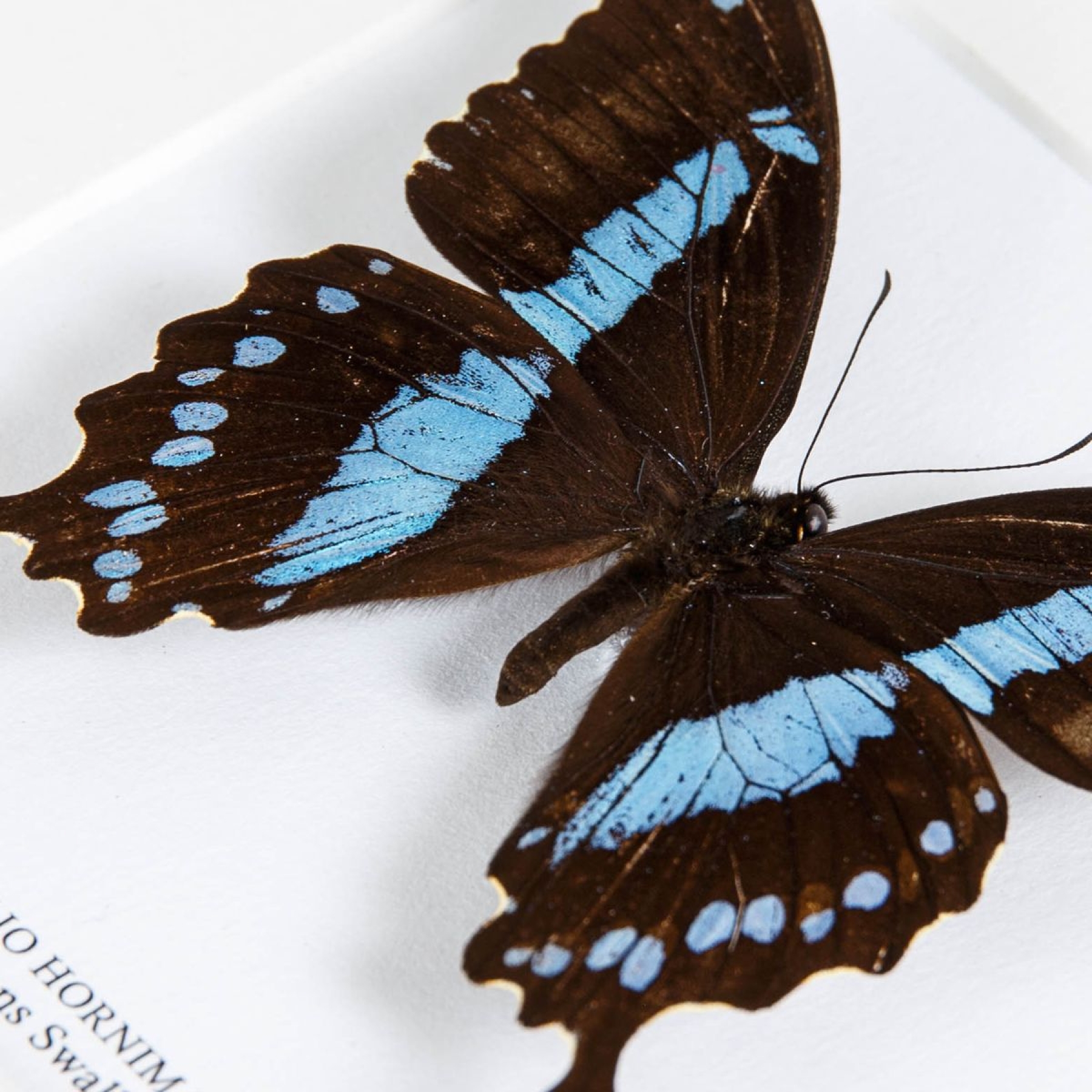 Minibeast Horniman's Swallowtail Butterfly In Box Frame (Papilio hornimani)