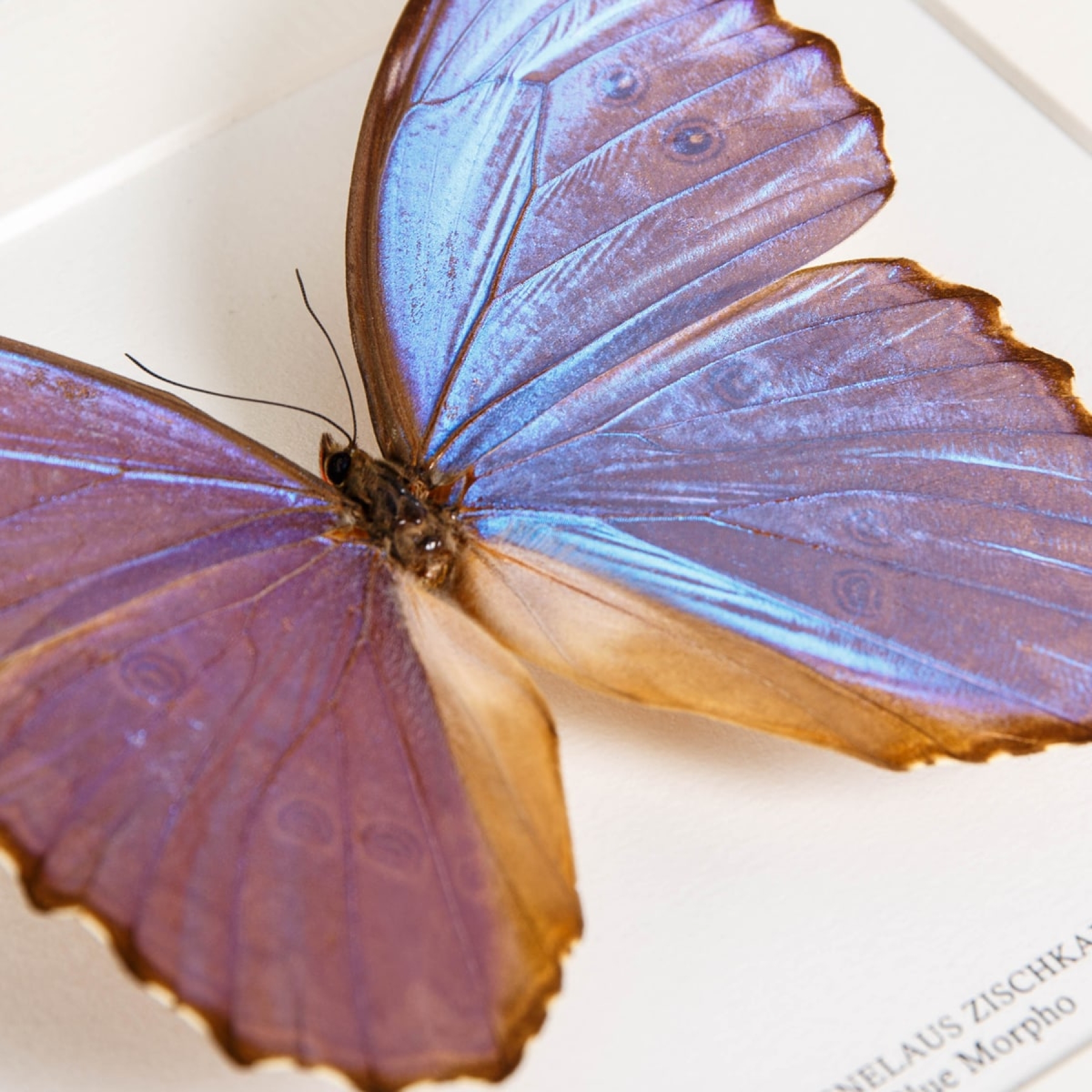 Minibeast Menelaus Blue Morpho XL Butterfly In Box Frame (Morpho menelaus zischkai)