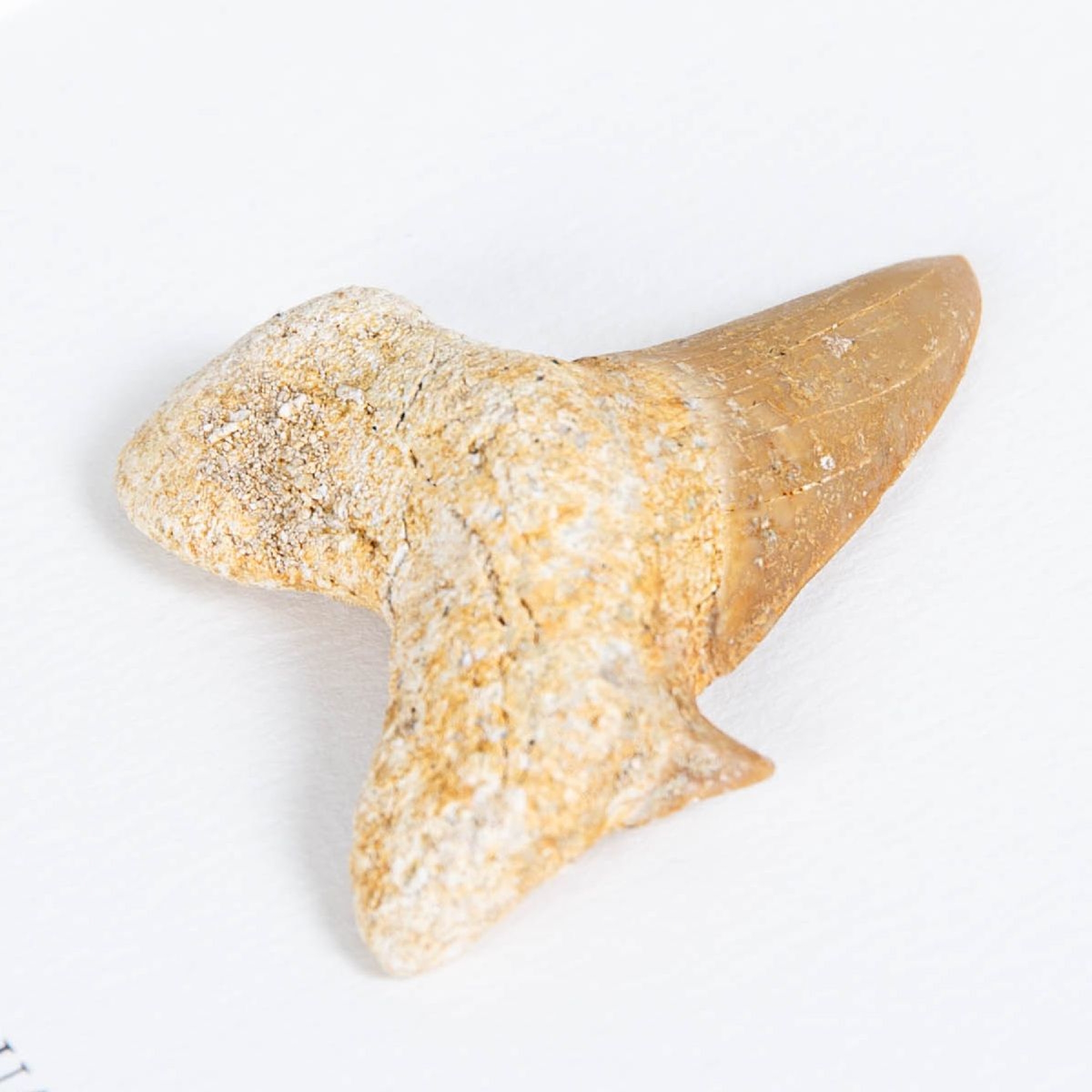 Otodus Shark Tooth Fossil In Box Frame (Otodus obliquus)