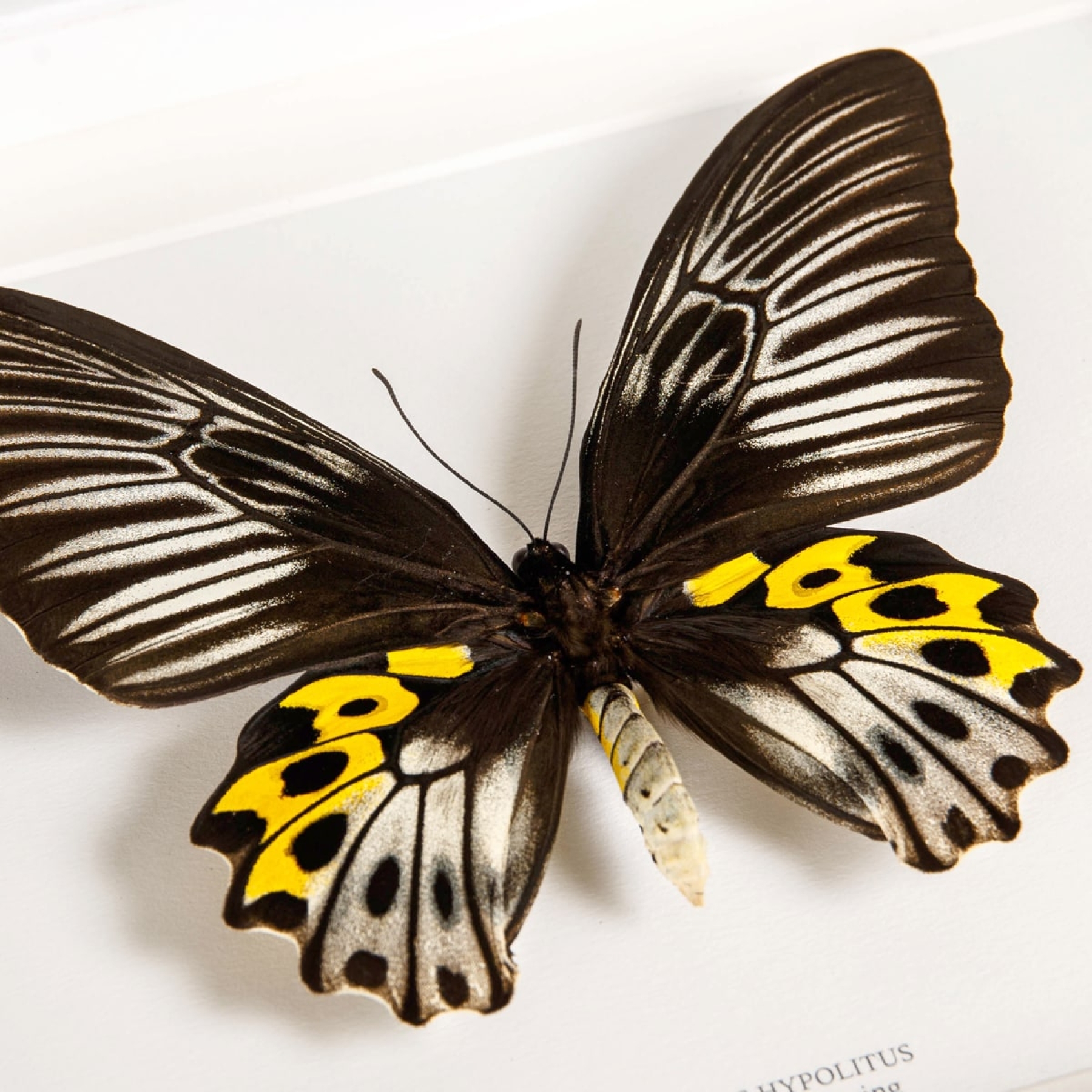Minibeast Female Rippons Birdwing In Box Frame (Troides hypolitus)