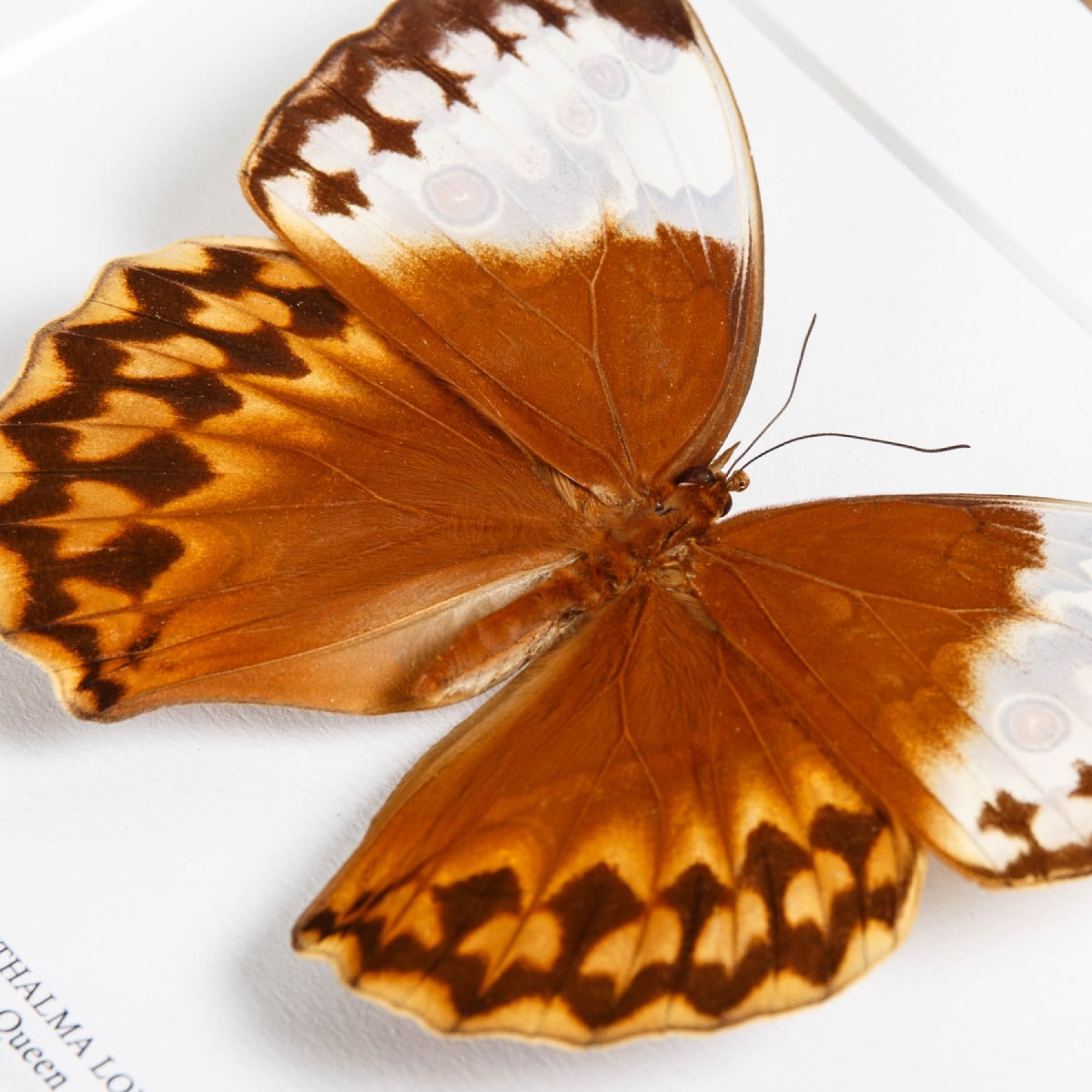 Minibeast The Jungle Queen Butterfly In Box Frame (Stichophthalma louisa)